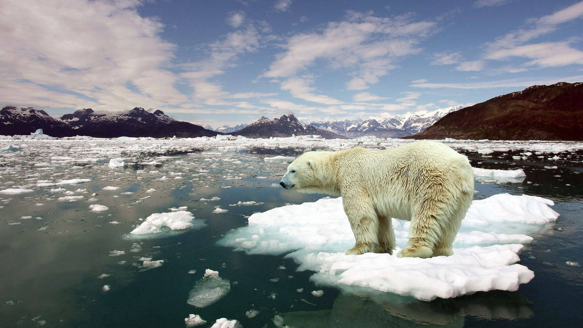 polar bear, ice floe, Arctic sea, Full HD Desktop Wallpaper