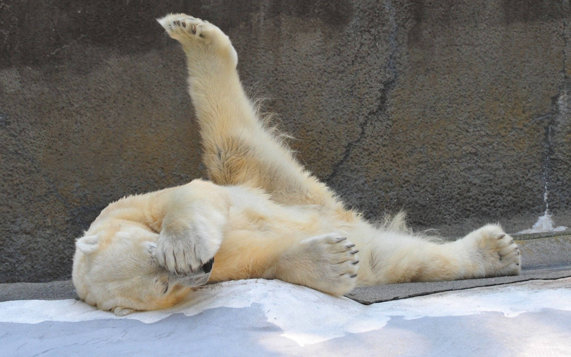 playful polar bear, snowy ground, rough stone wall, Full HD Desktop Wallpaper
