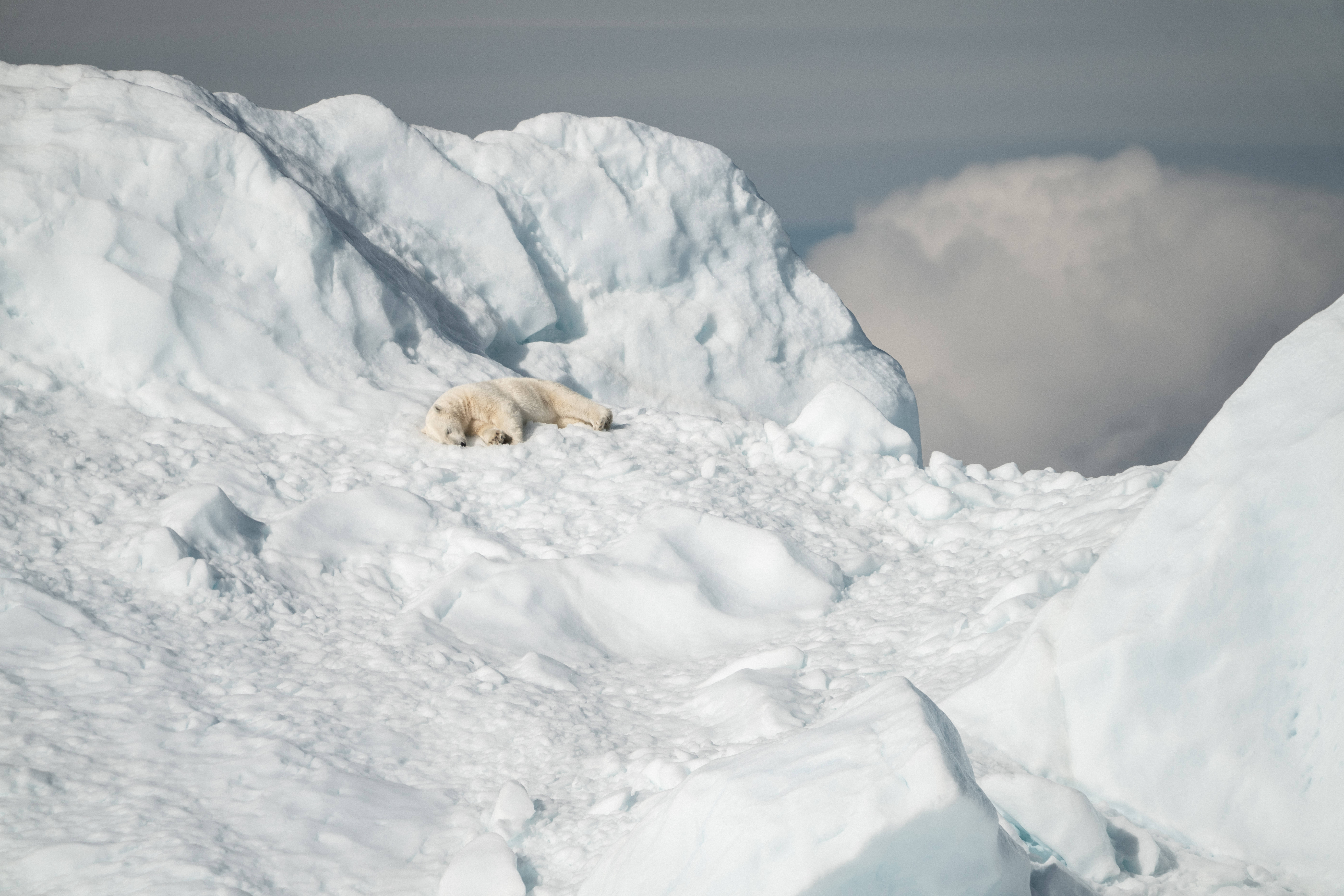 polar bear, snow bed, vast snowy glacier, 8K Desktop Wallpaper