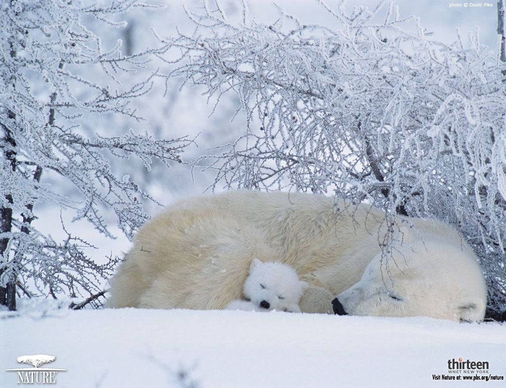 mother polar bear, cub, snowy tundra, SD Desktop Wallpaper
