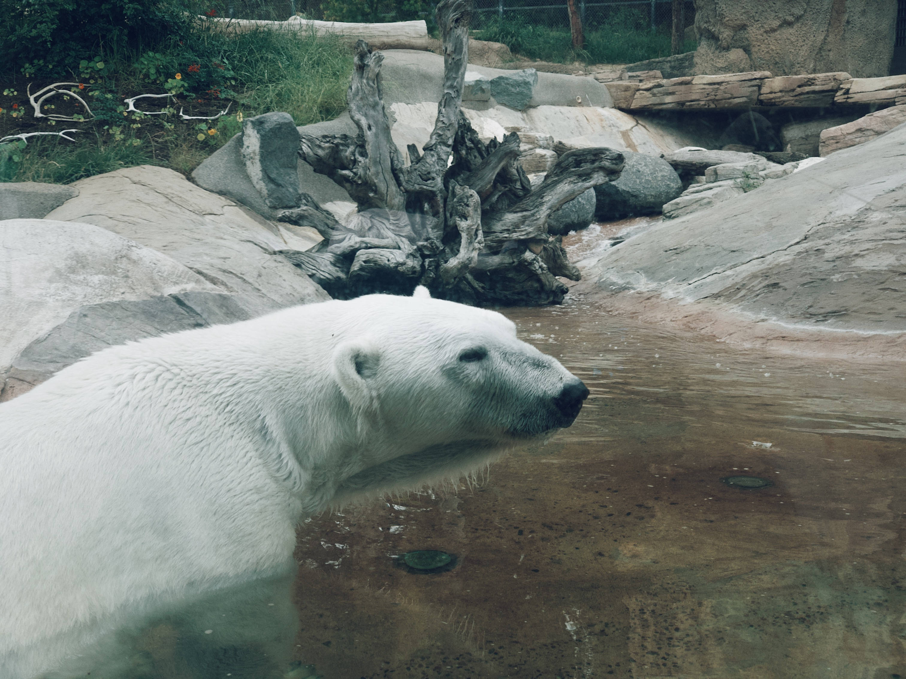 polar bear, murky water, rocky terrain, 2K Desktop Wallpaper