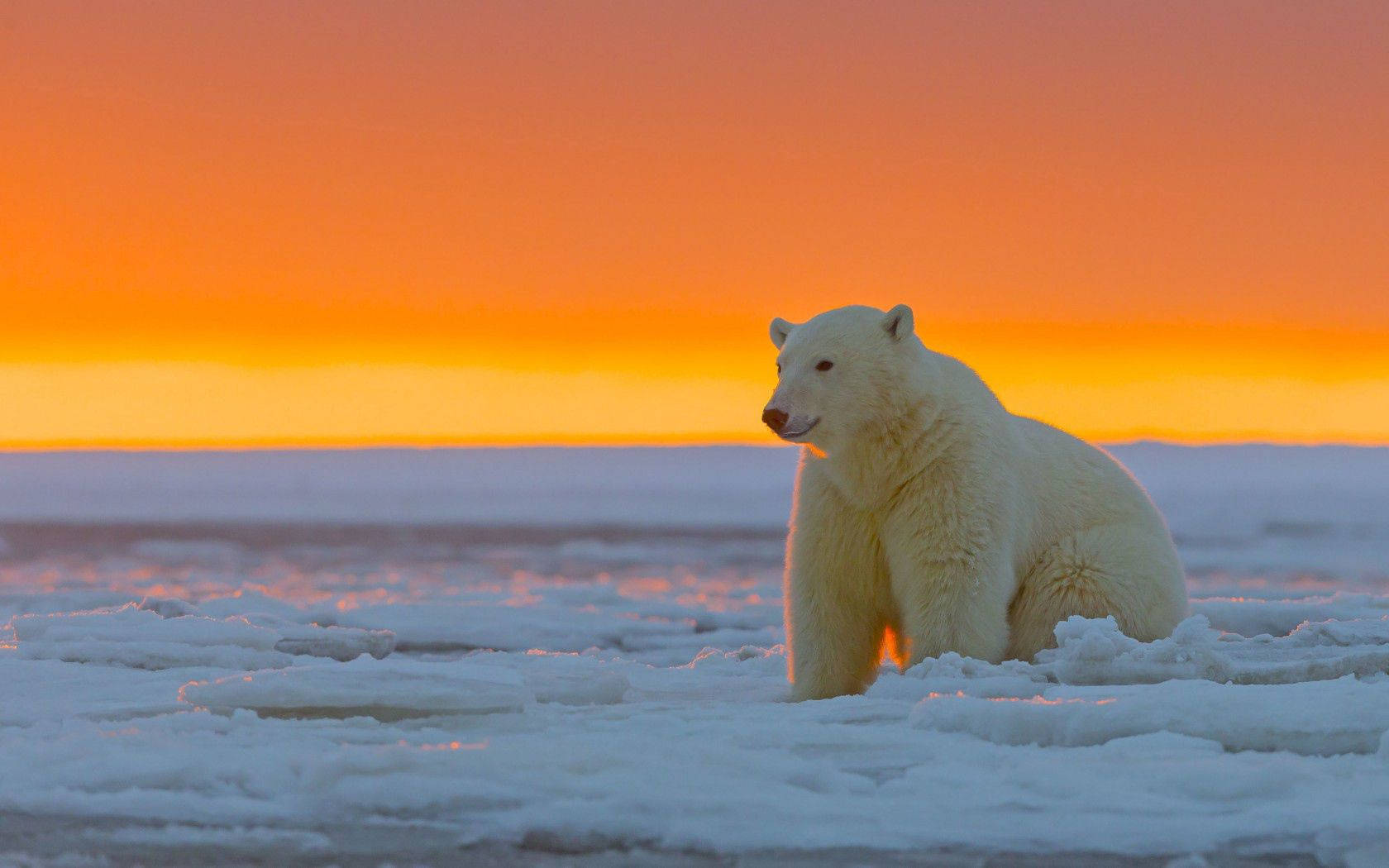 polar bear, sunset, icy floes, HD Desktop Wallpaper