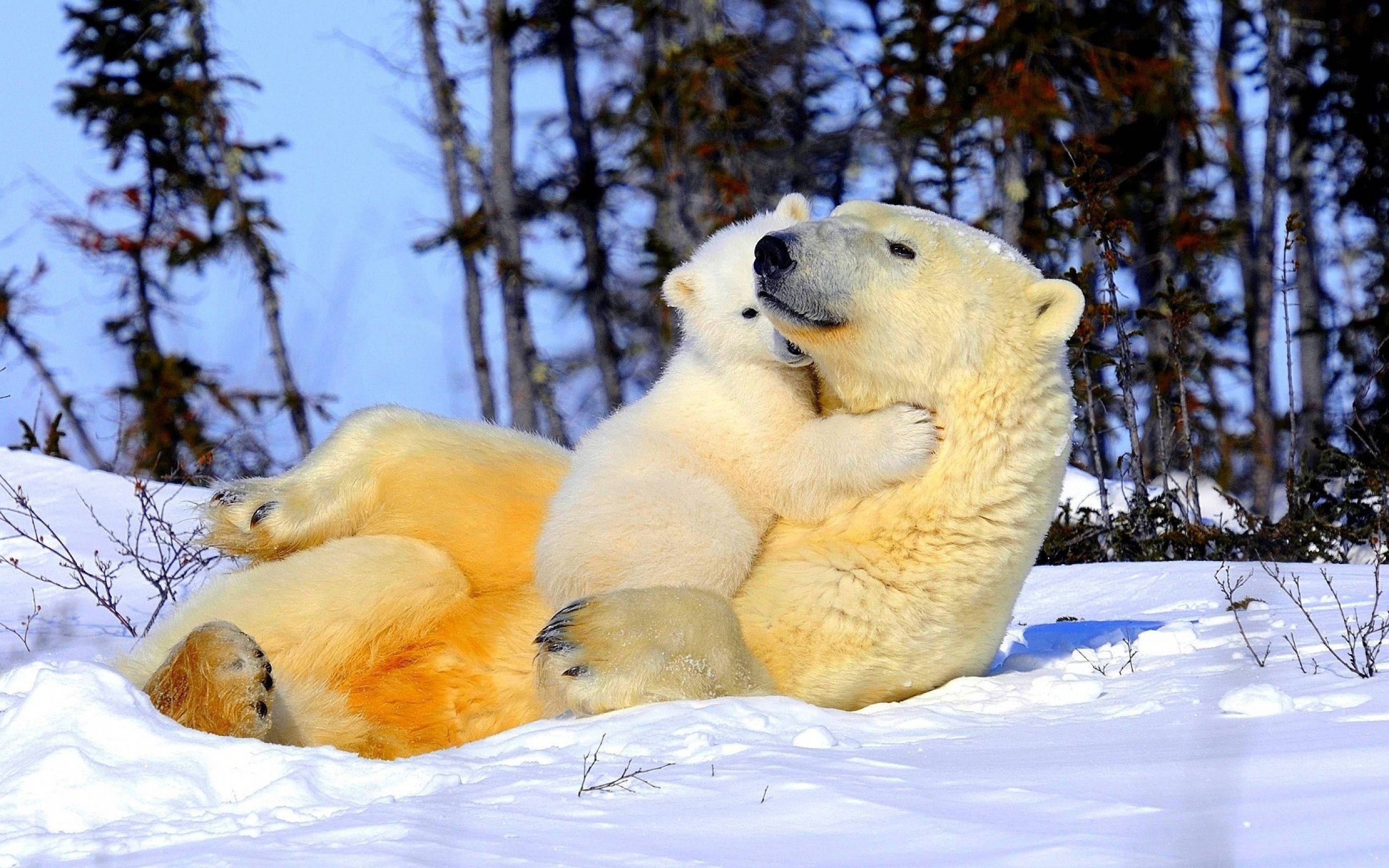 polar bear, cub, snowy tundra, 2K Desktop Wallpaper