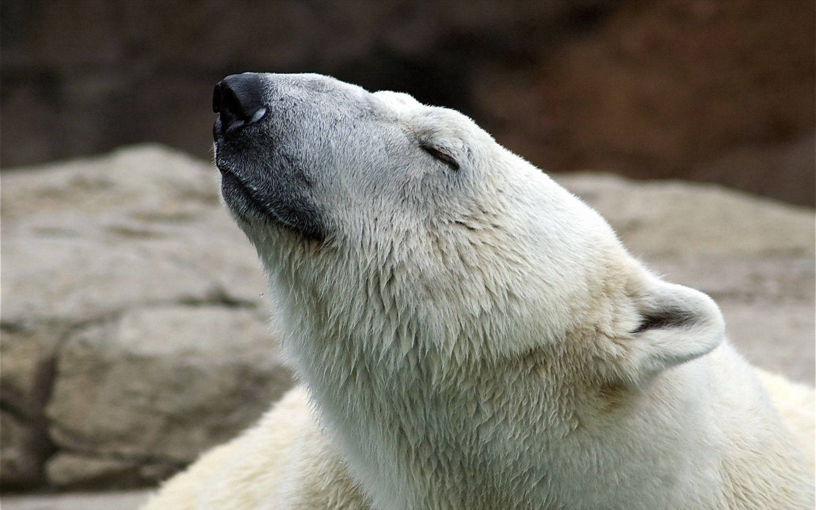 polar bear, rocky backdrop, eyes closed, HD Desktop Wallpaper