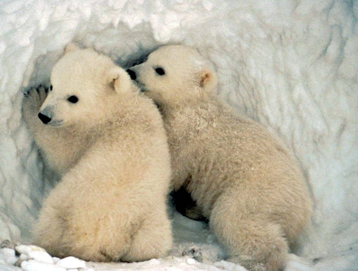 sow, polar bear, fluffy polar bear cubs, SD Desktop Wallpaper
