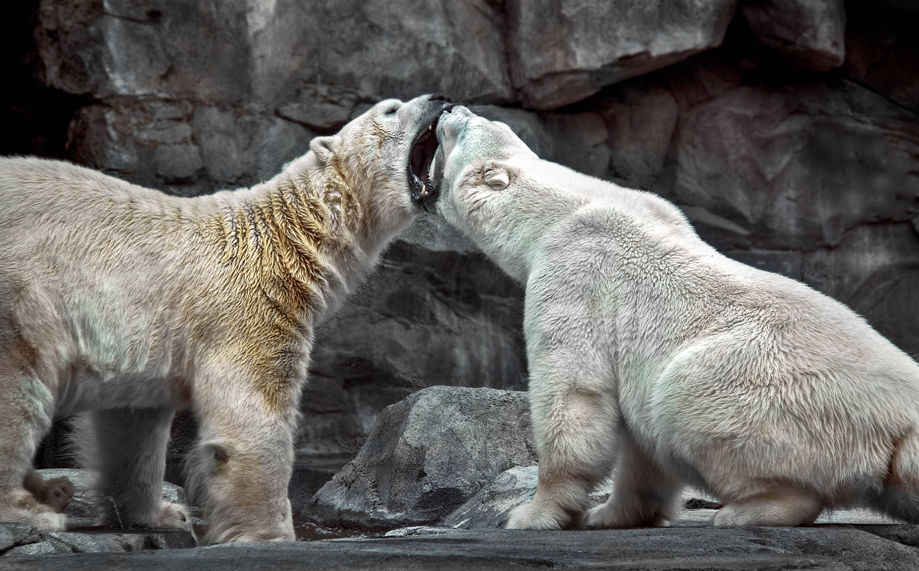 polar bears, rocky enclosure, fur detailed, 2K Desktop Wallpaper