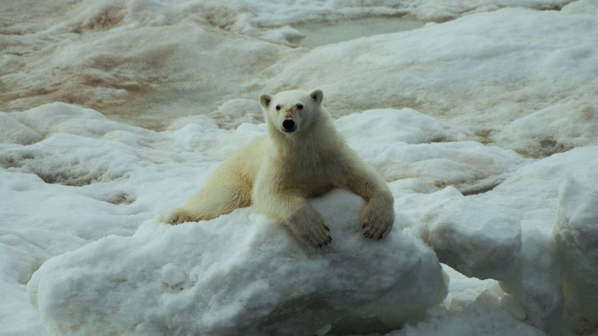 polar bear, snowy floor, icy backdrop, Full HD Desktop Wallpaper