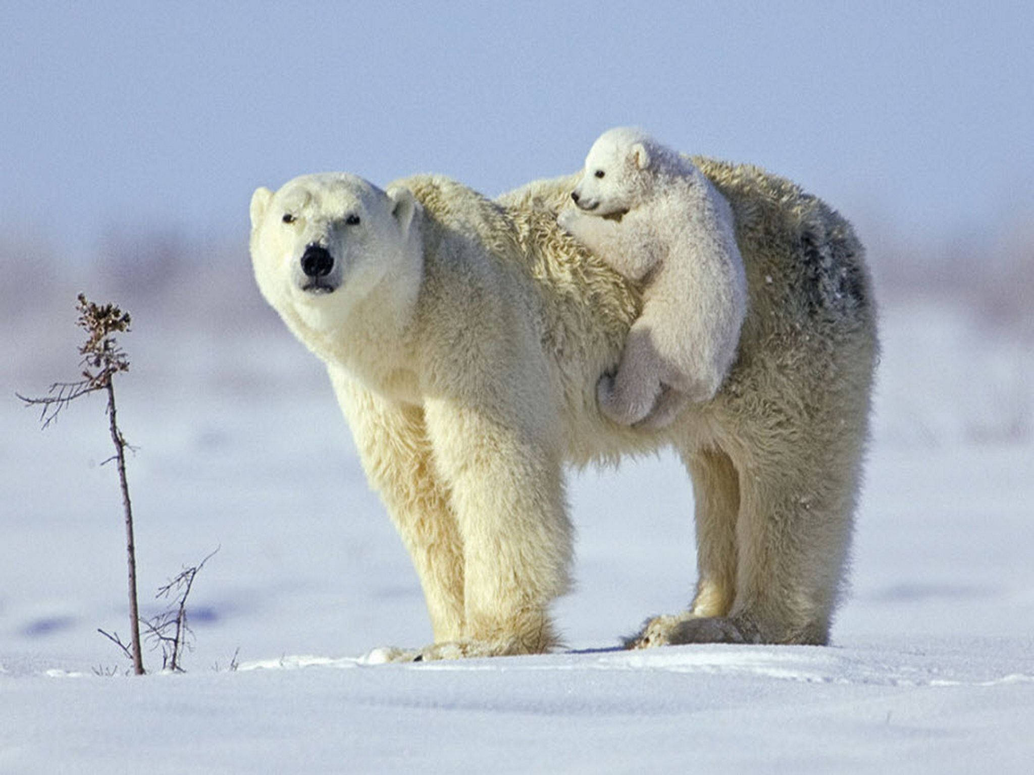 mother polar bear, baby polar bear, snowy wilderness, Full HD Desktop Wallpaper