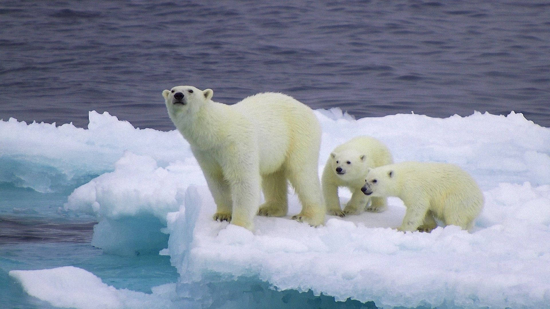 stranded polar bears, mother polar bear, two cubs, Full HD Desktop Wallpaper