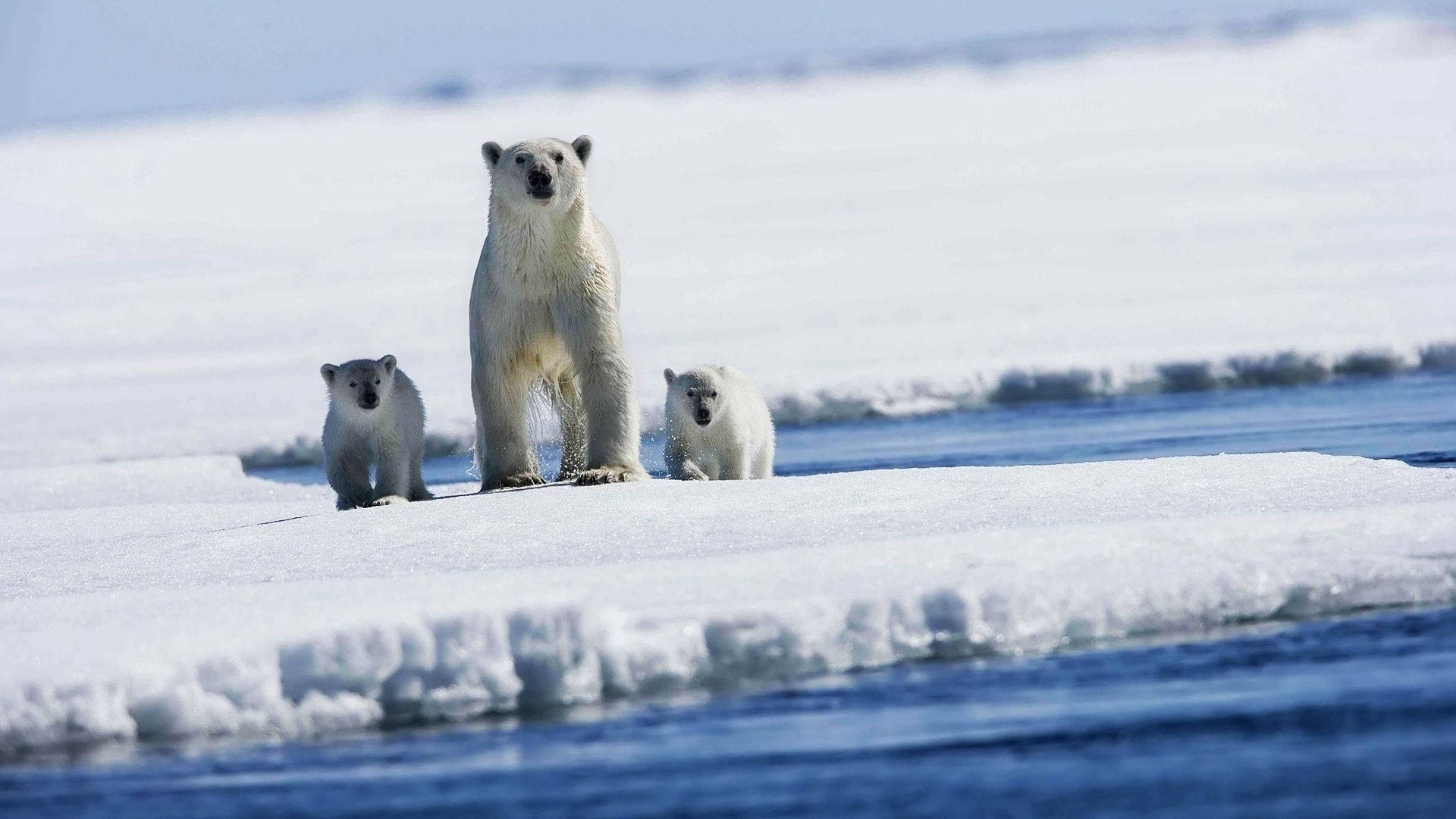polar bear, mother polar bear, polar bear cub, Full HD Desktop Wallpaper