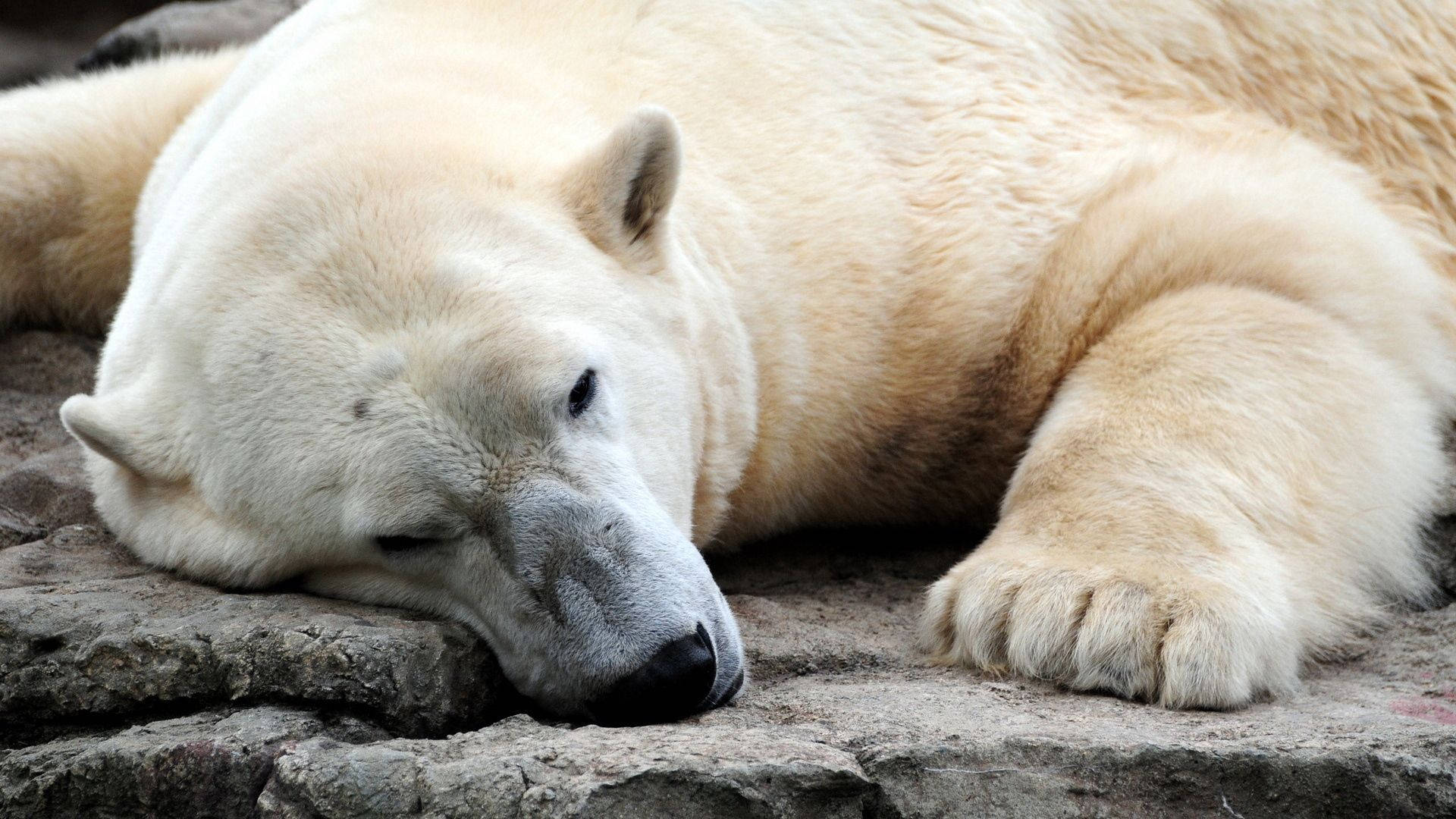 polar bear, rugged rocks, peaceful slumber, Full HD Desktop Wallpaper