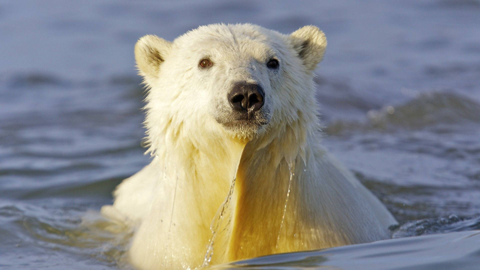polar bear, icy waters, water dripping from its fur, Full HD Desktop Wallpaper