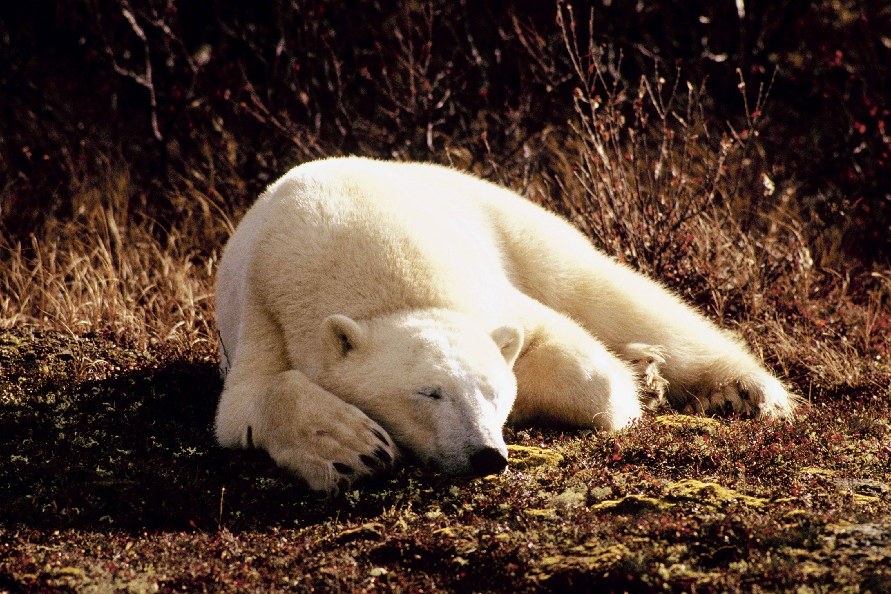 polar bear, meadow, tundra, 2K Desktop Wallpaper