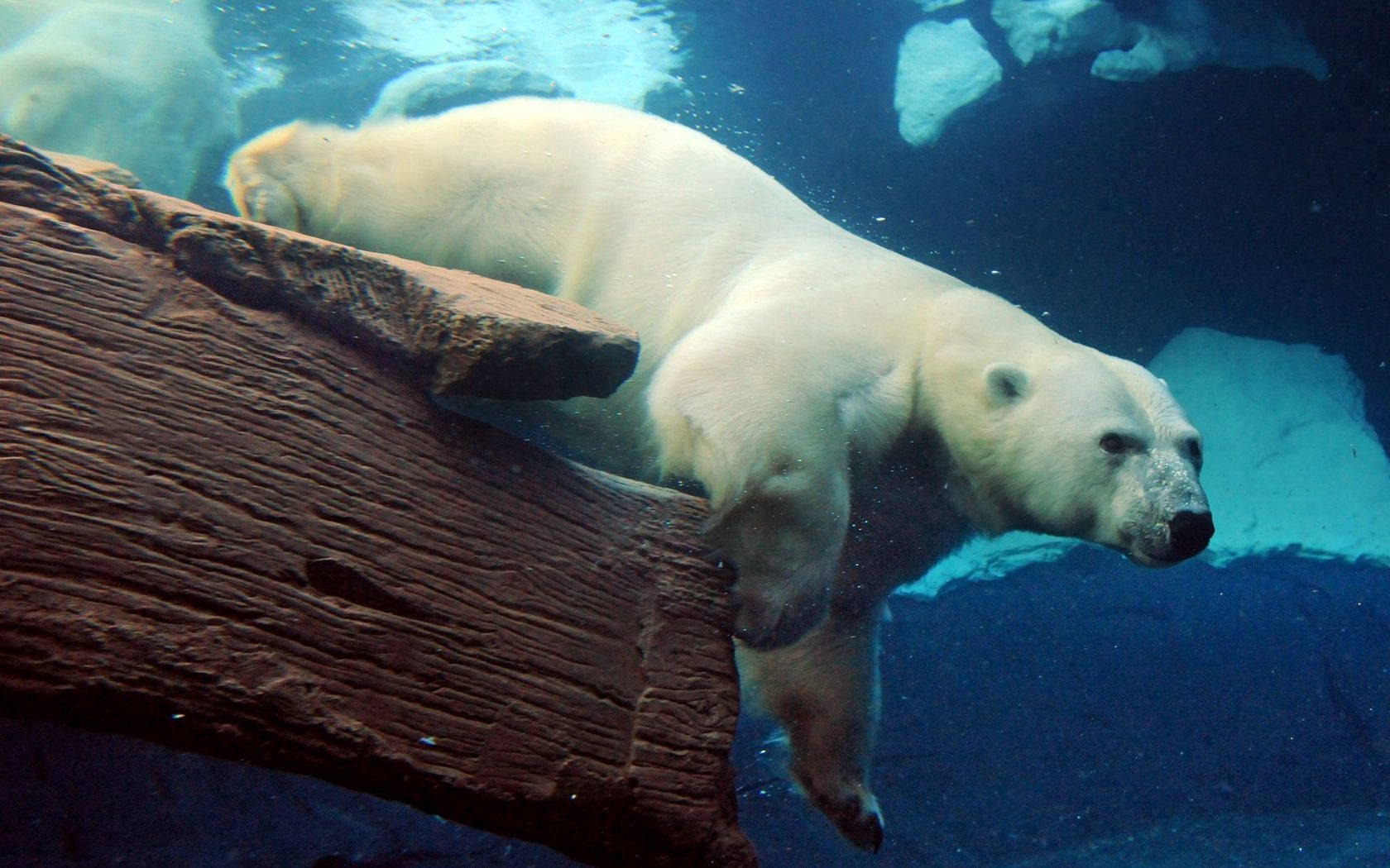 polar bear, underwater, log, HD Desktop Wallpaper
