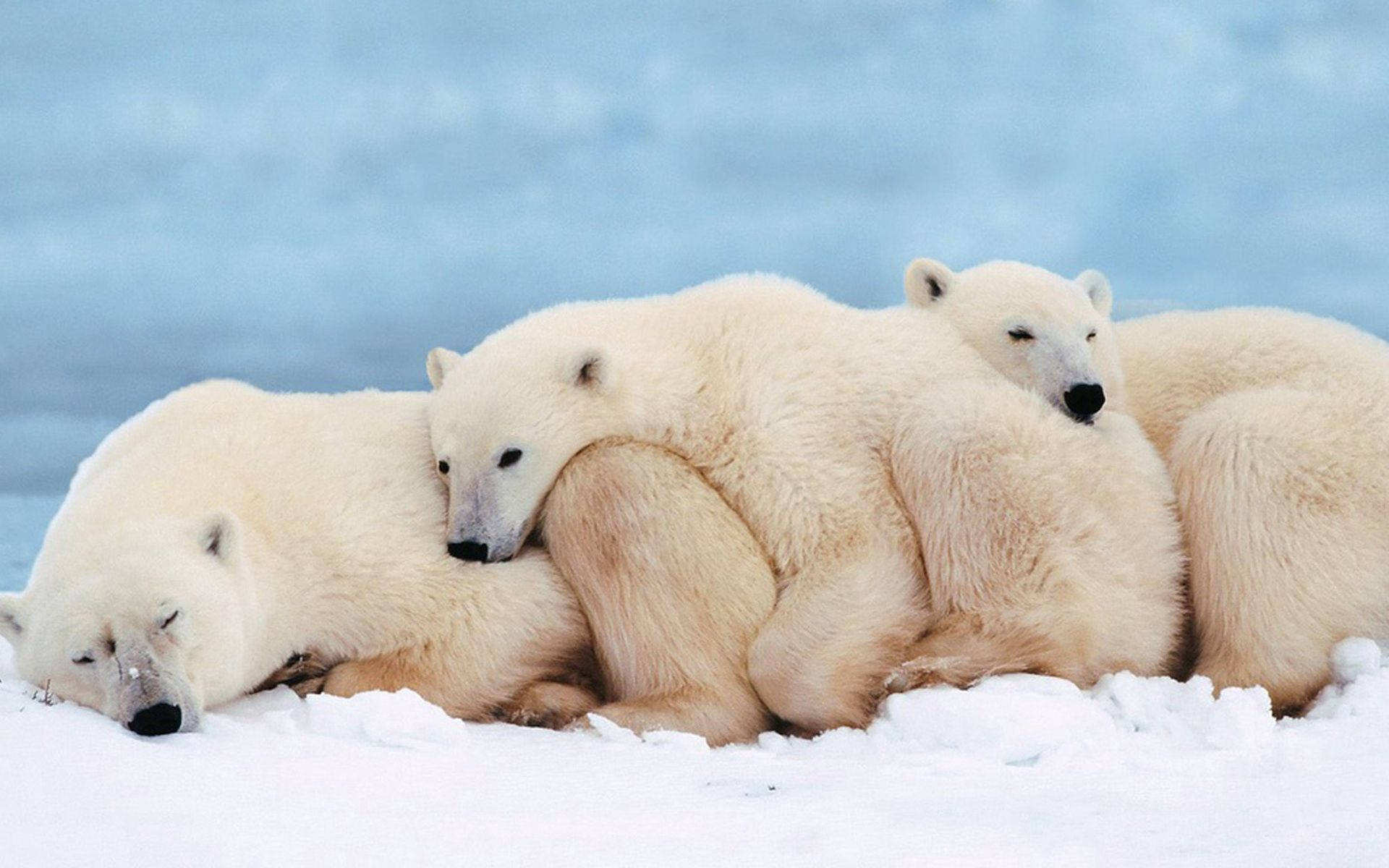 polar bears, snowy ground, icy blue background, Full HD Desktop Wallpaper