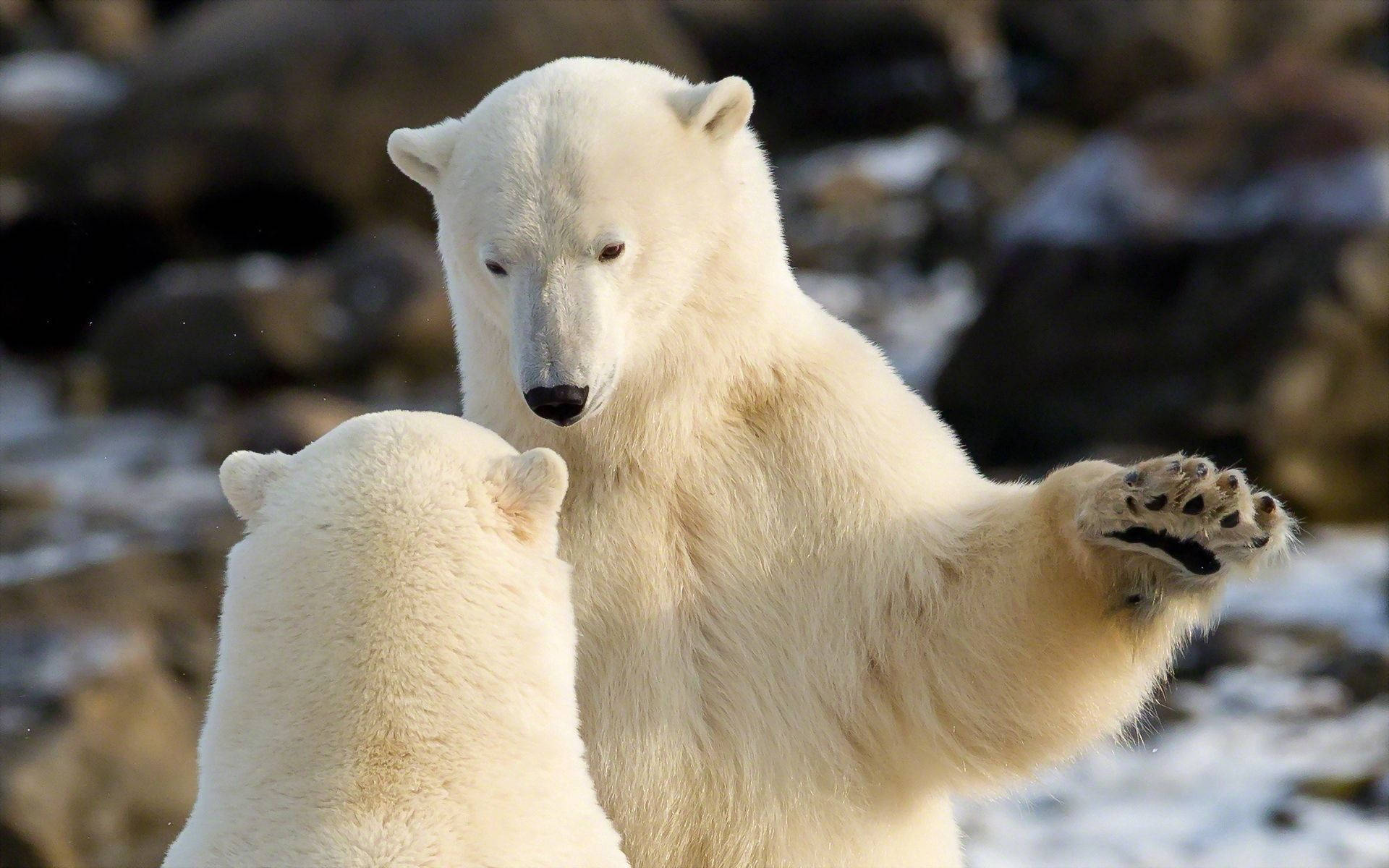 mad polar bears, polar bear, cub, Full HD Desktop Wallpaper