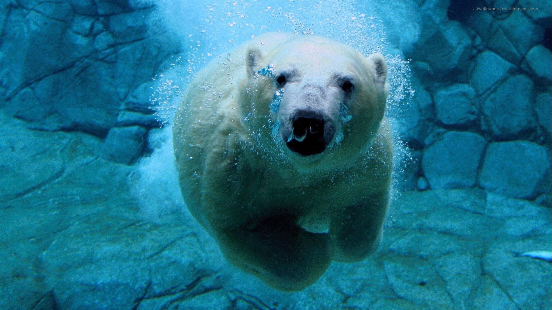 polar bear, clear blue water, rocky walls, Full HD Desktop Wallpaper