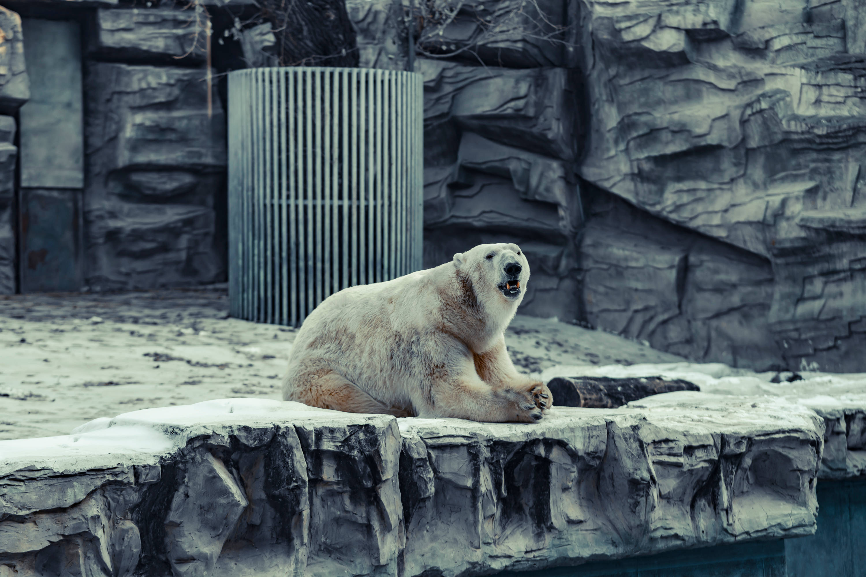polar bear, zoo enclosure, rocky ledge, 2K Desktop Wallpaper