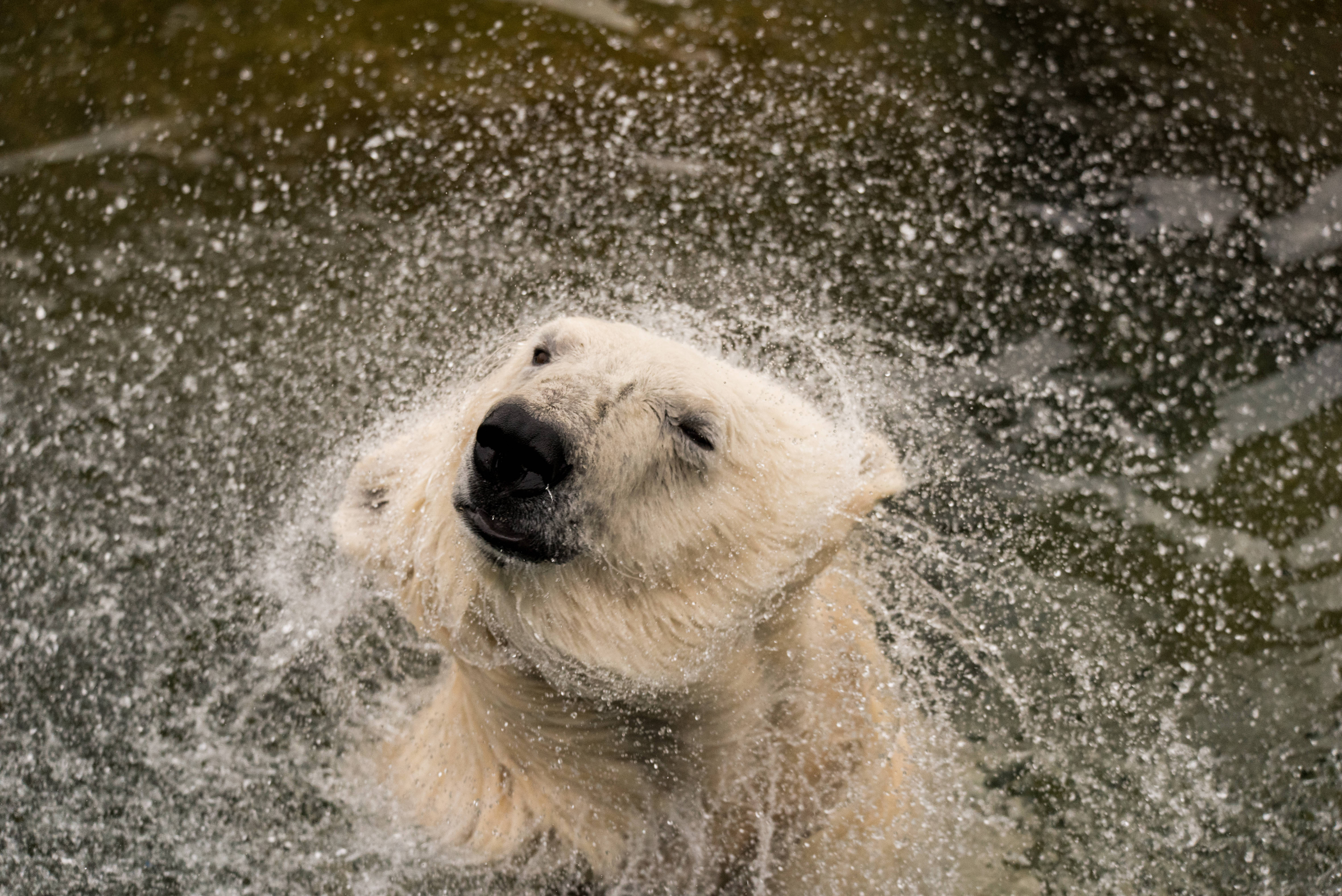 polar bear, icy pool, dark, 5K Desktop Wallpaper
