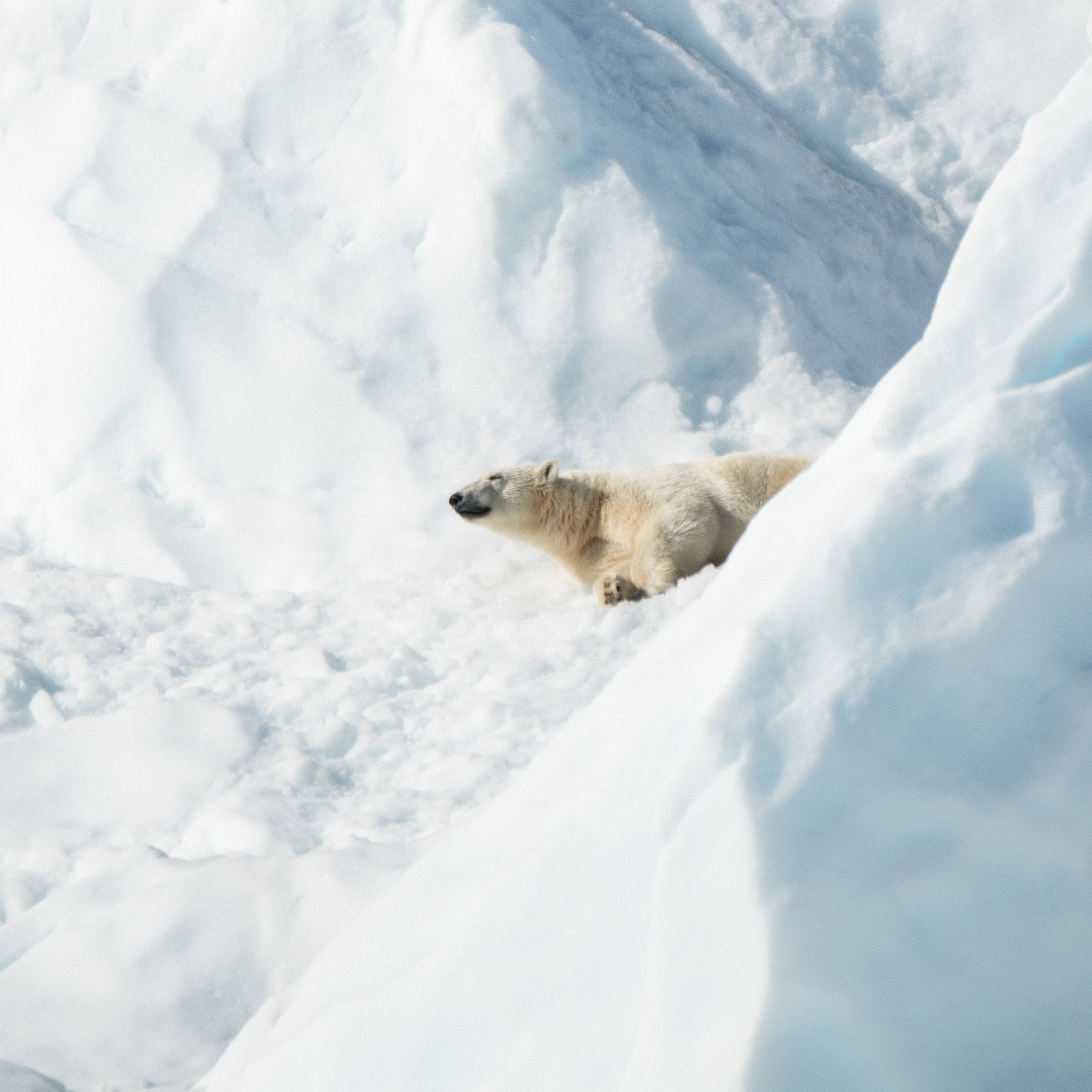 polar bear, snow ground, snowy ice slope, 2K Desktop Wallpaper
