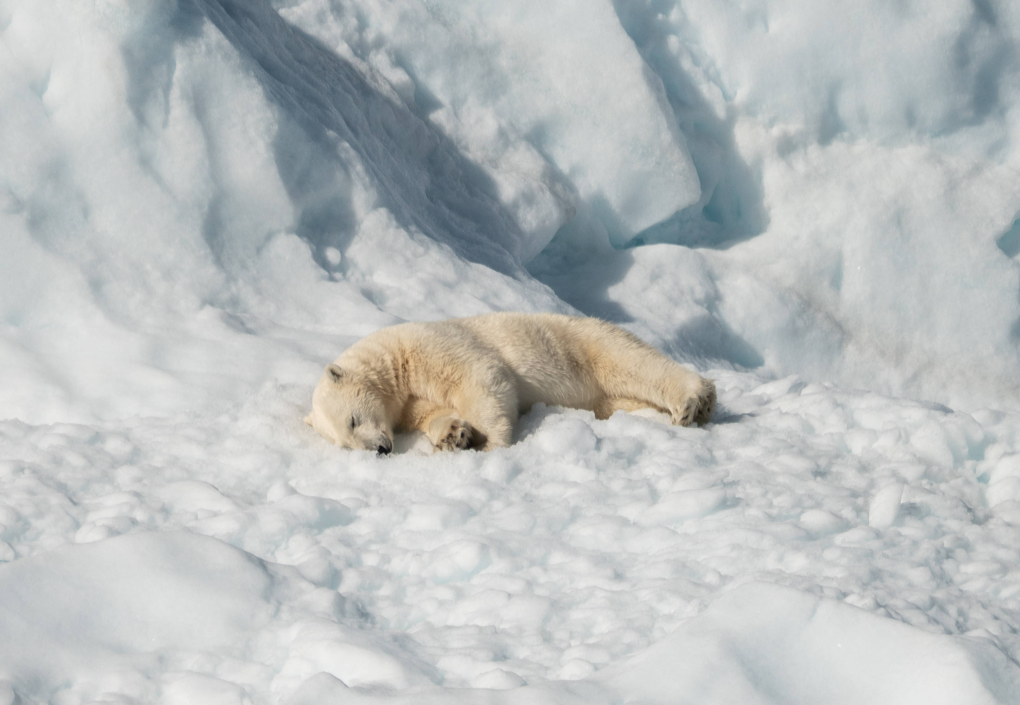 polar bear, snowfield, ice cliff, 2K Desktop Wallpaper