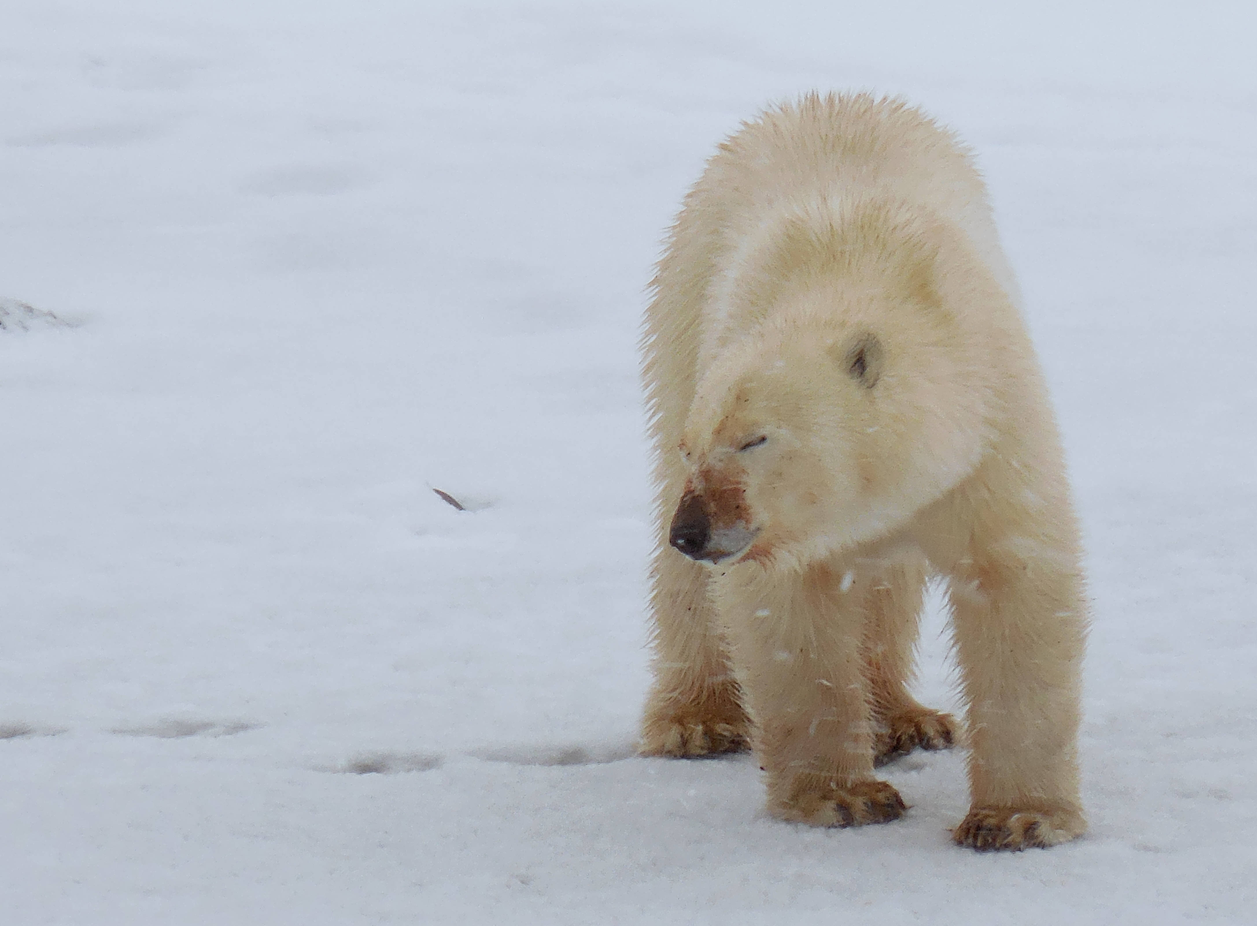 polar bear, deep snow, snowflakes, 4K Desktop Wallpaper