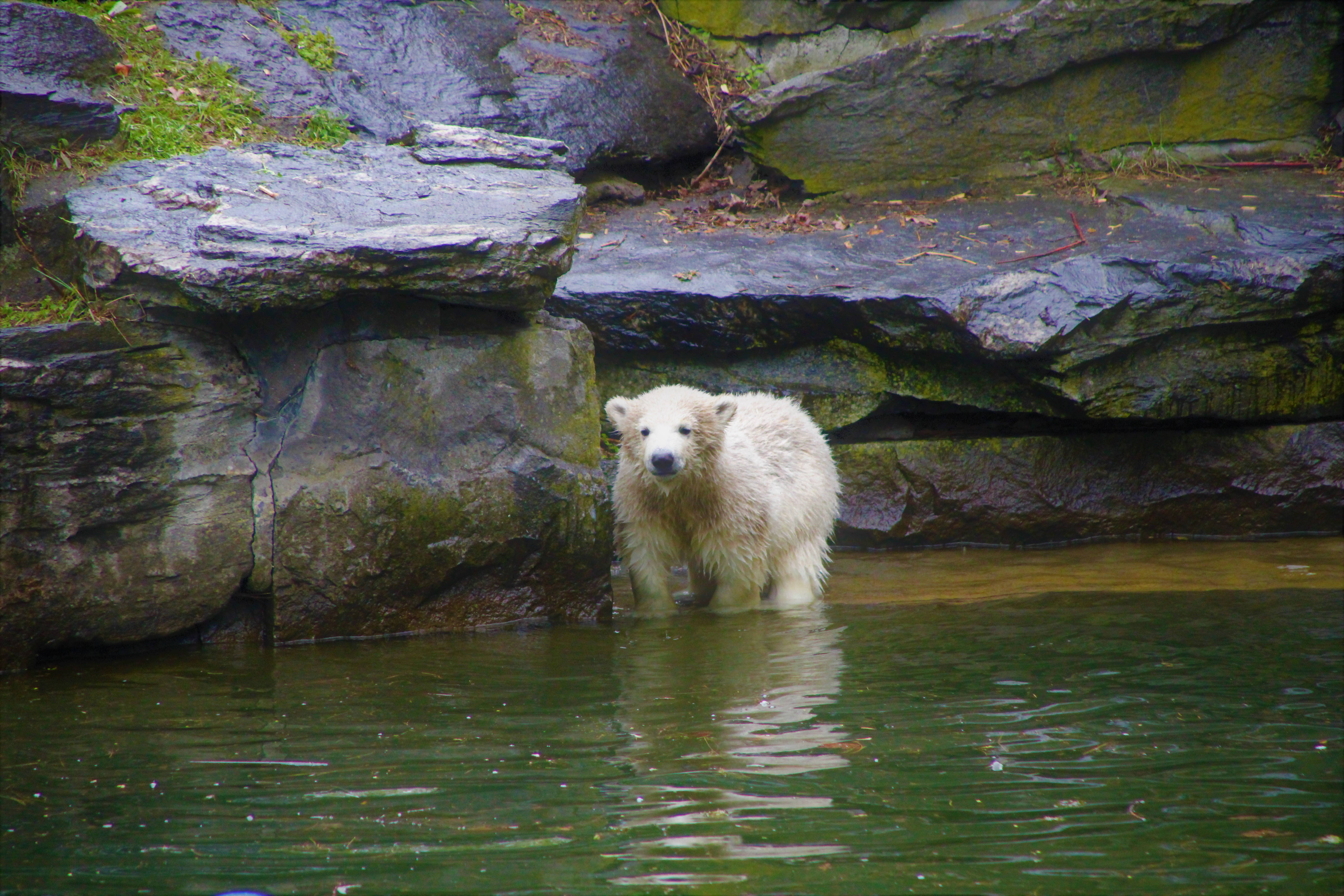 polar bear cub, murky green water, mossy gray rocks, 5K Desktop Wallpaper