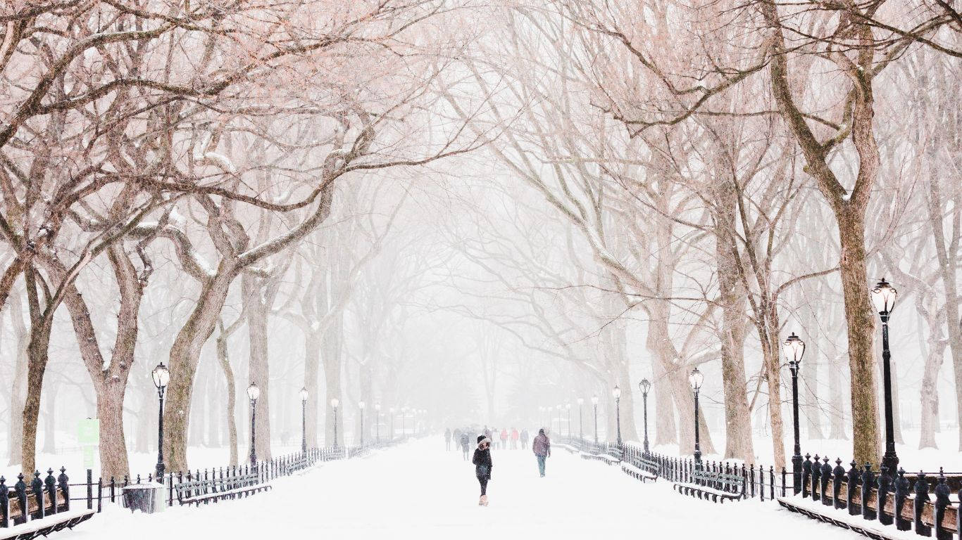 Winter Polar Bear, Snowy Wonderland, Snowy Park Pathway, HD Desktop Wallpaper
