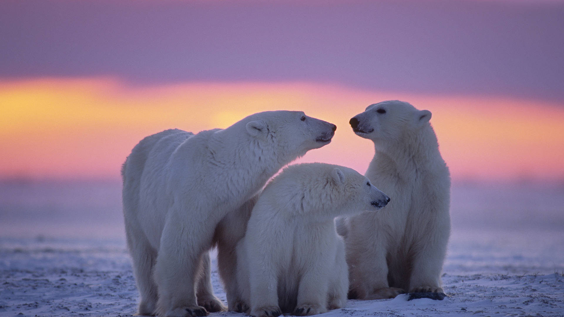 polar bear family, snowy tundra, vibrant purple and orange twilight sky, Full HD Desktop Wallpaper