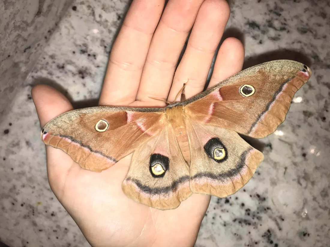 Polyphemus Moth