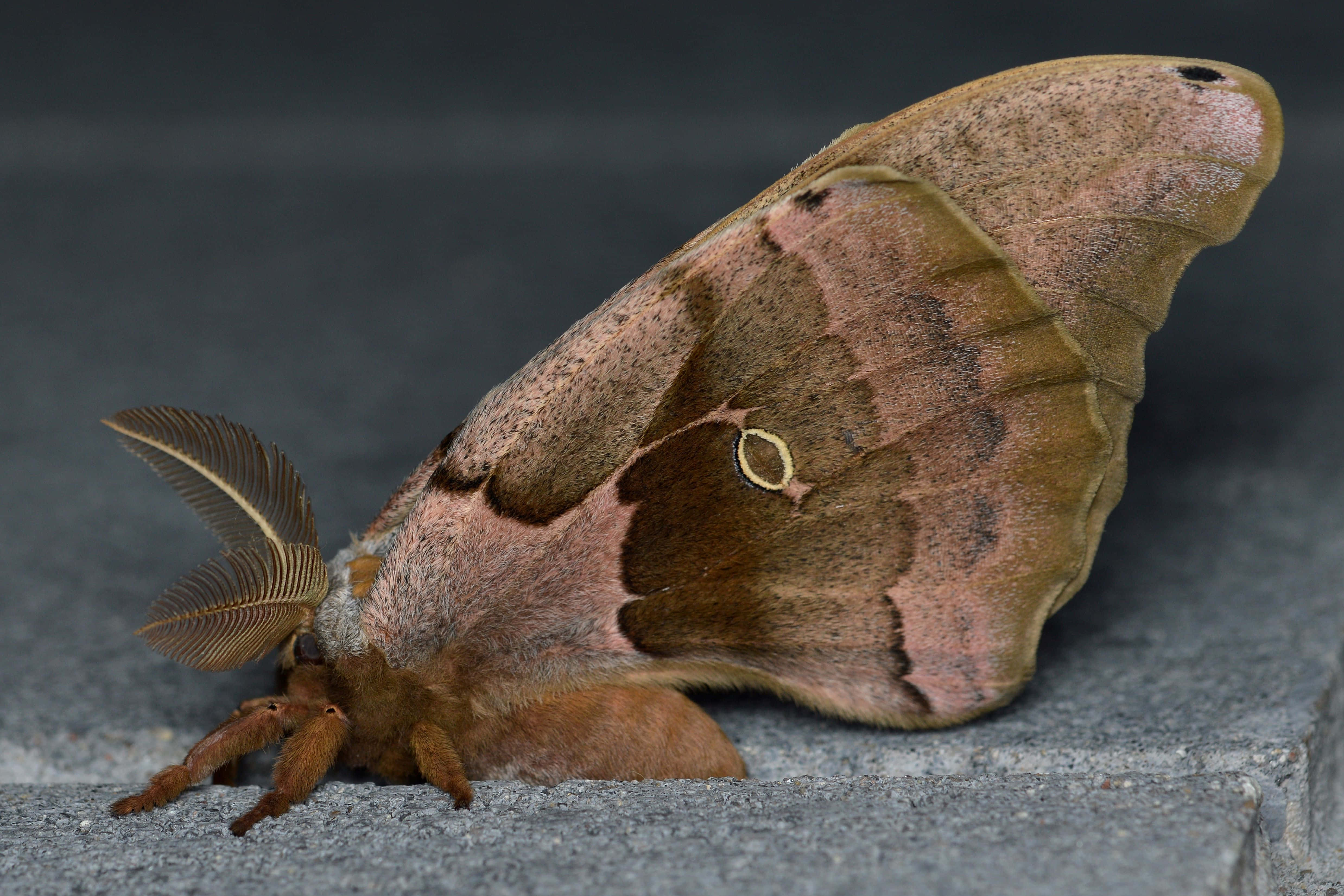 Polyphemus Moth, brown, pinkish, 4K Desktop Wallpaper