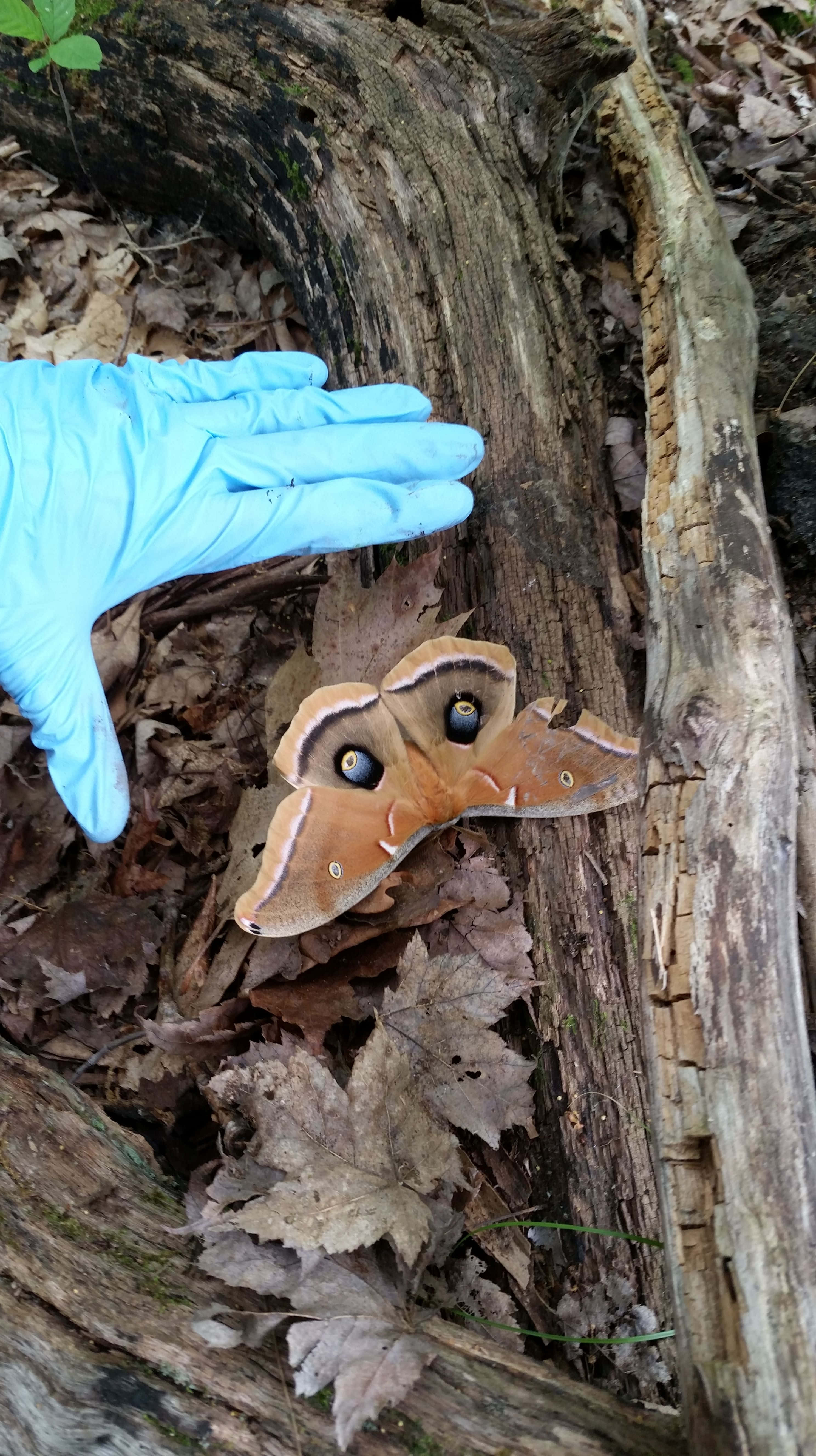 Polyphemus Moth, decaying log, blue-gloved hand, 5K Phone Wallpaper