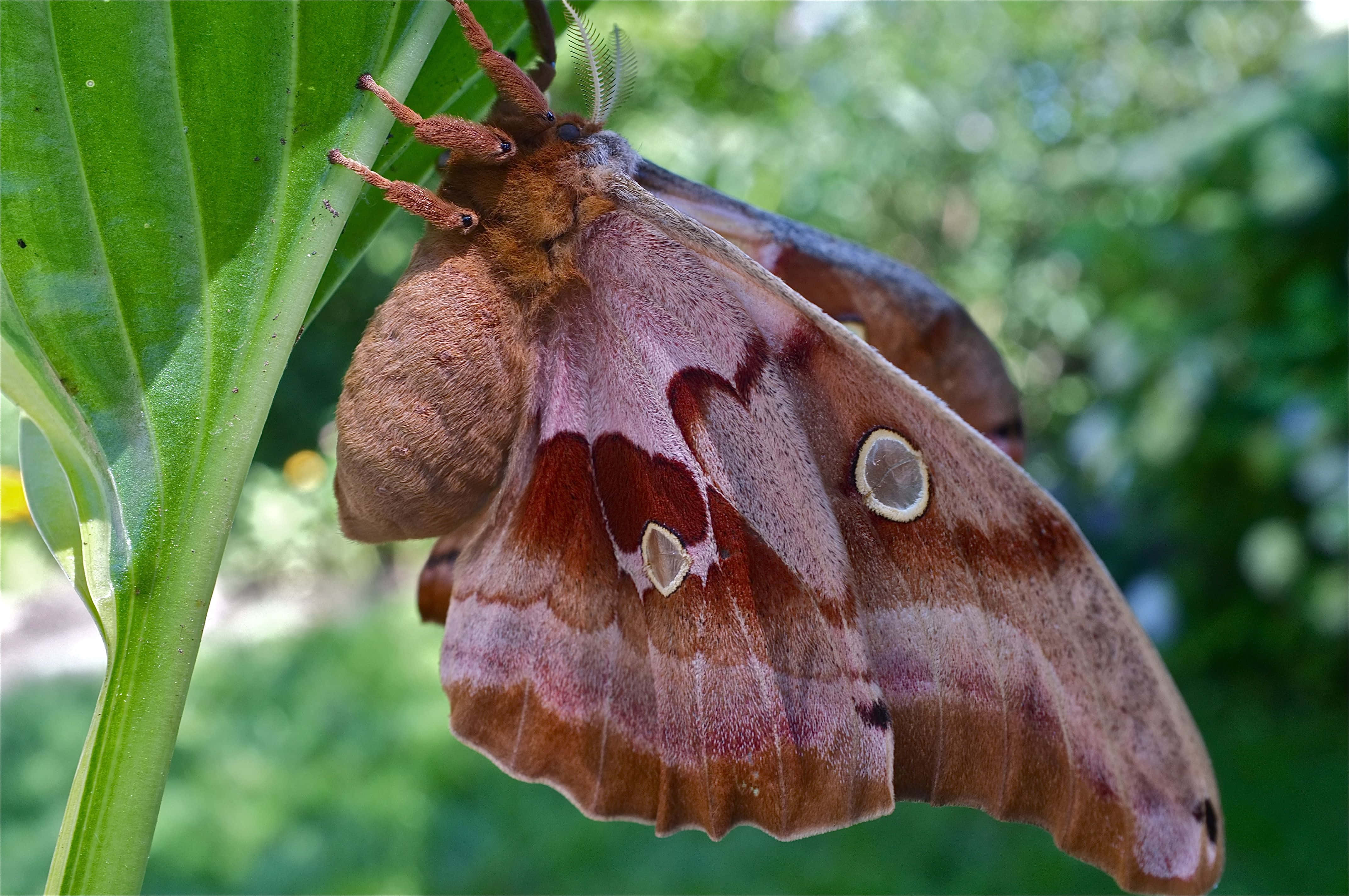 Polyphemus Moth, brown and pinkish, eye spots, 4K Desktop Wallpaper