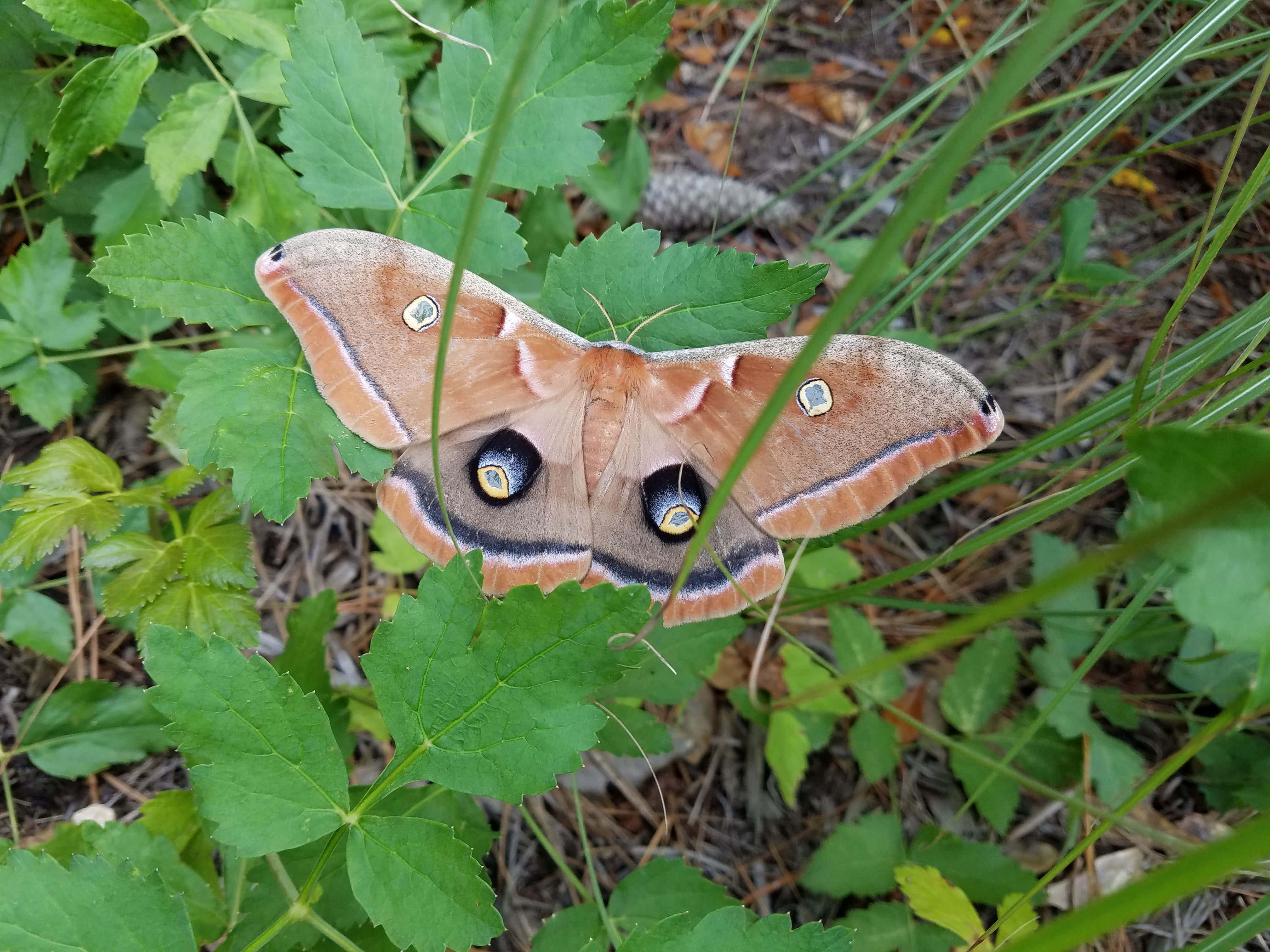 Polyphemus Moth, brown, eye spots, 4K Desktop Wallpaper