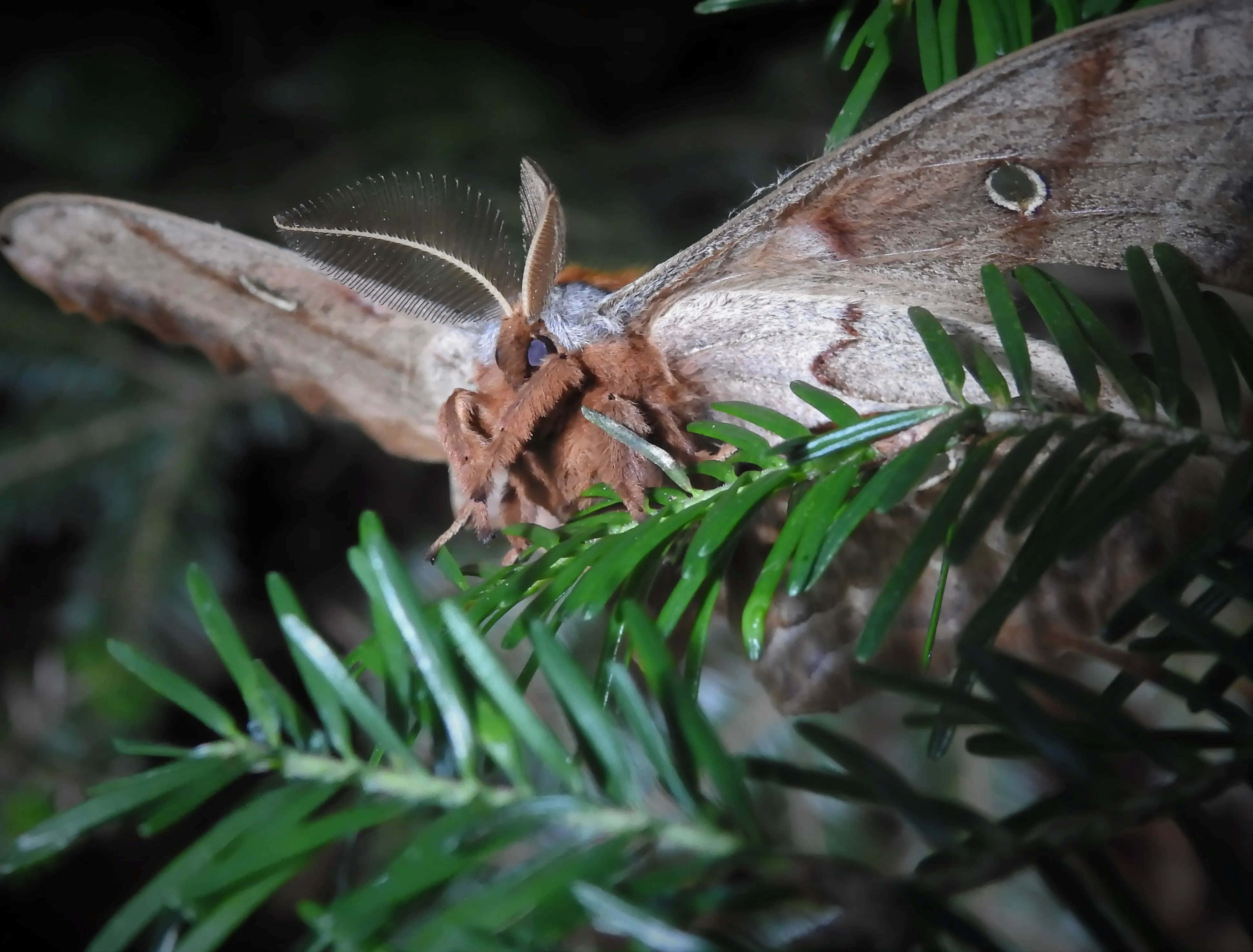 Polyphemus Moth, pine needles, vibrant green, 4K Desktop Wallpaper