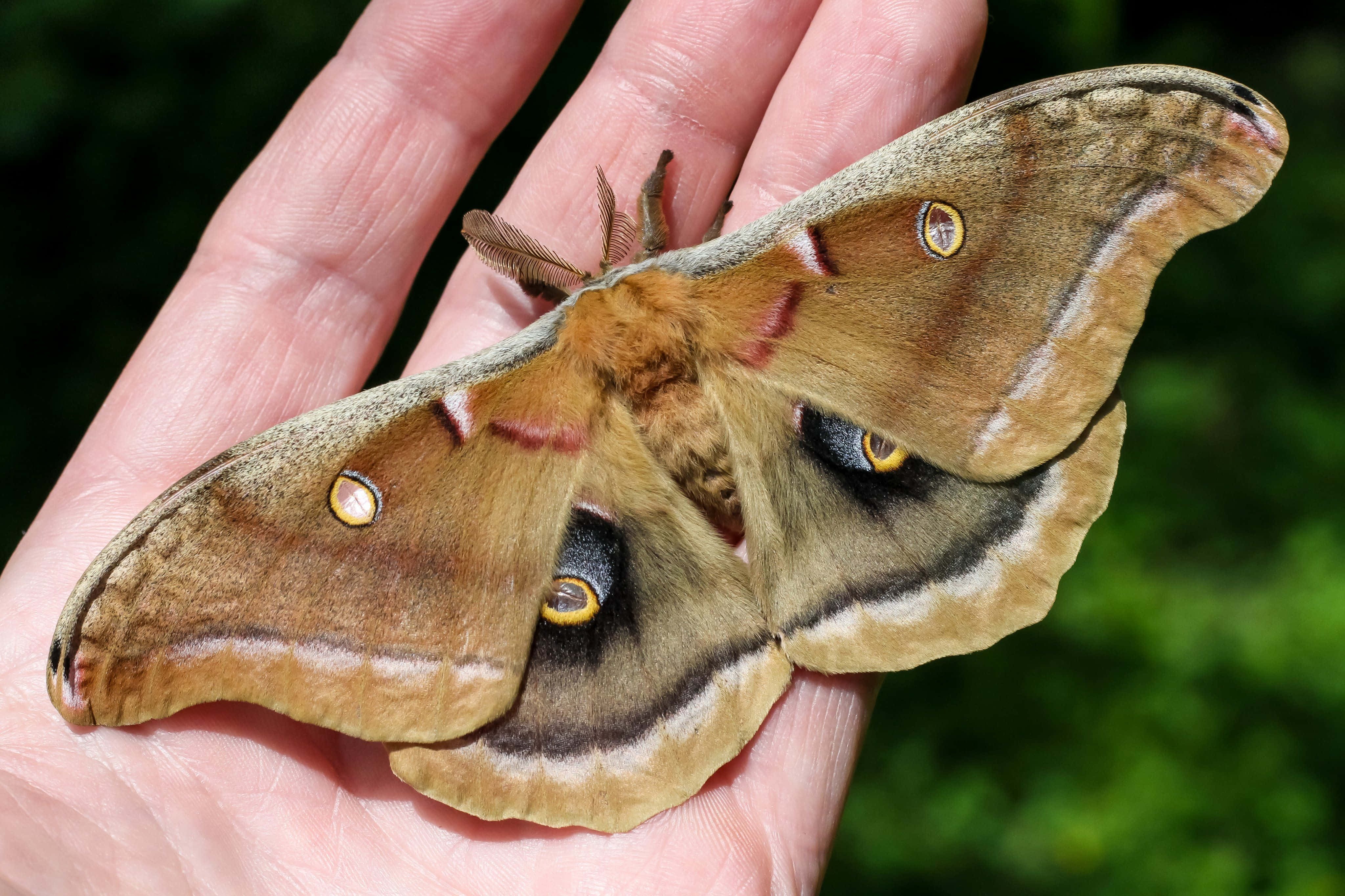 Polyphemus Moth, human hand, brown, 4K Desktop Wallpaper