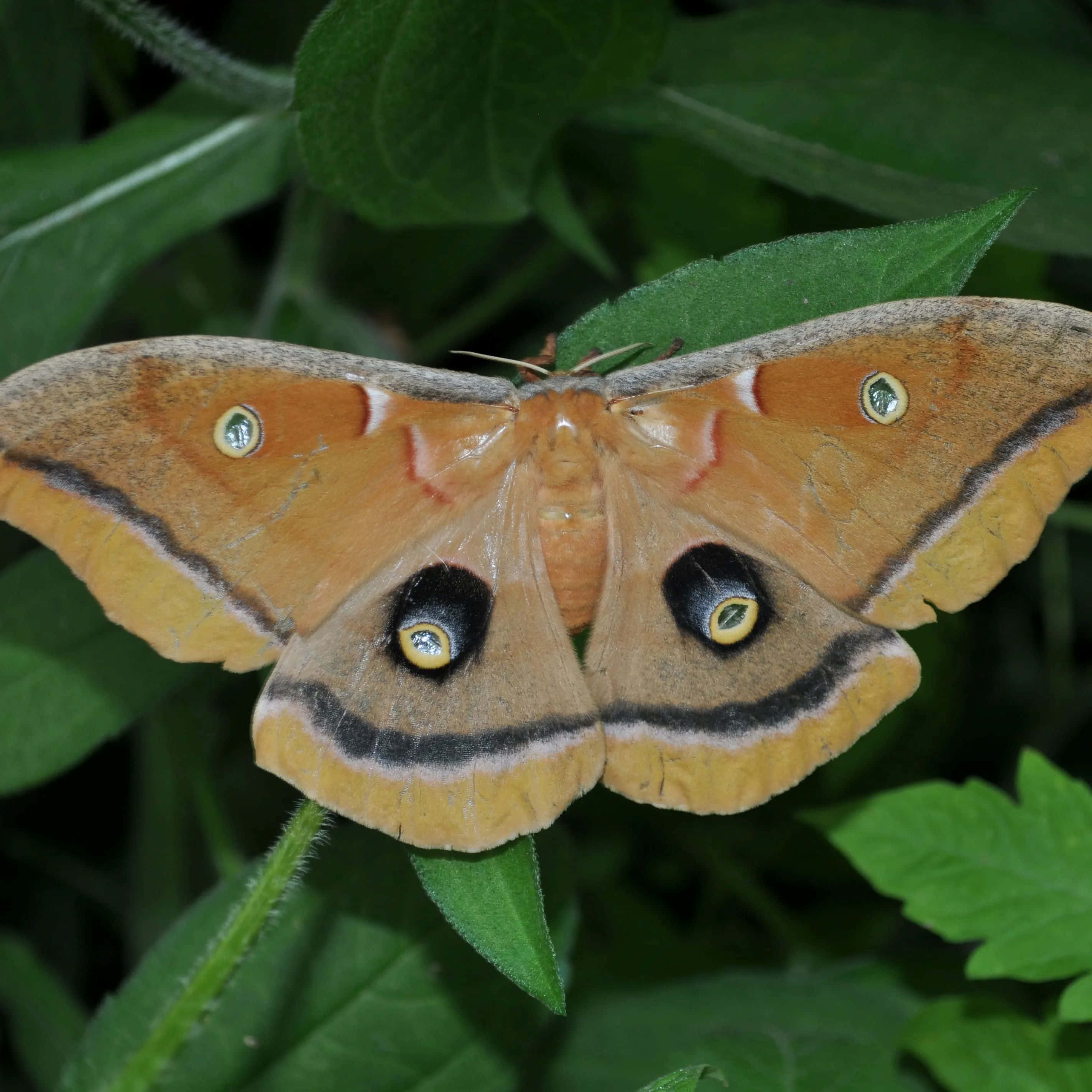 Polyphemus Moth, orange and brown, eye spots, 2K Desktop Wallpaper