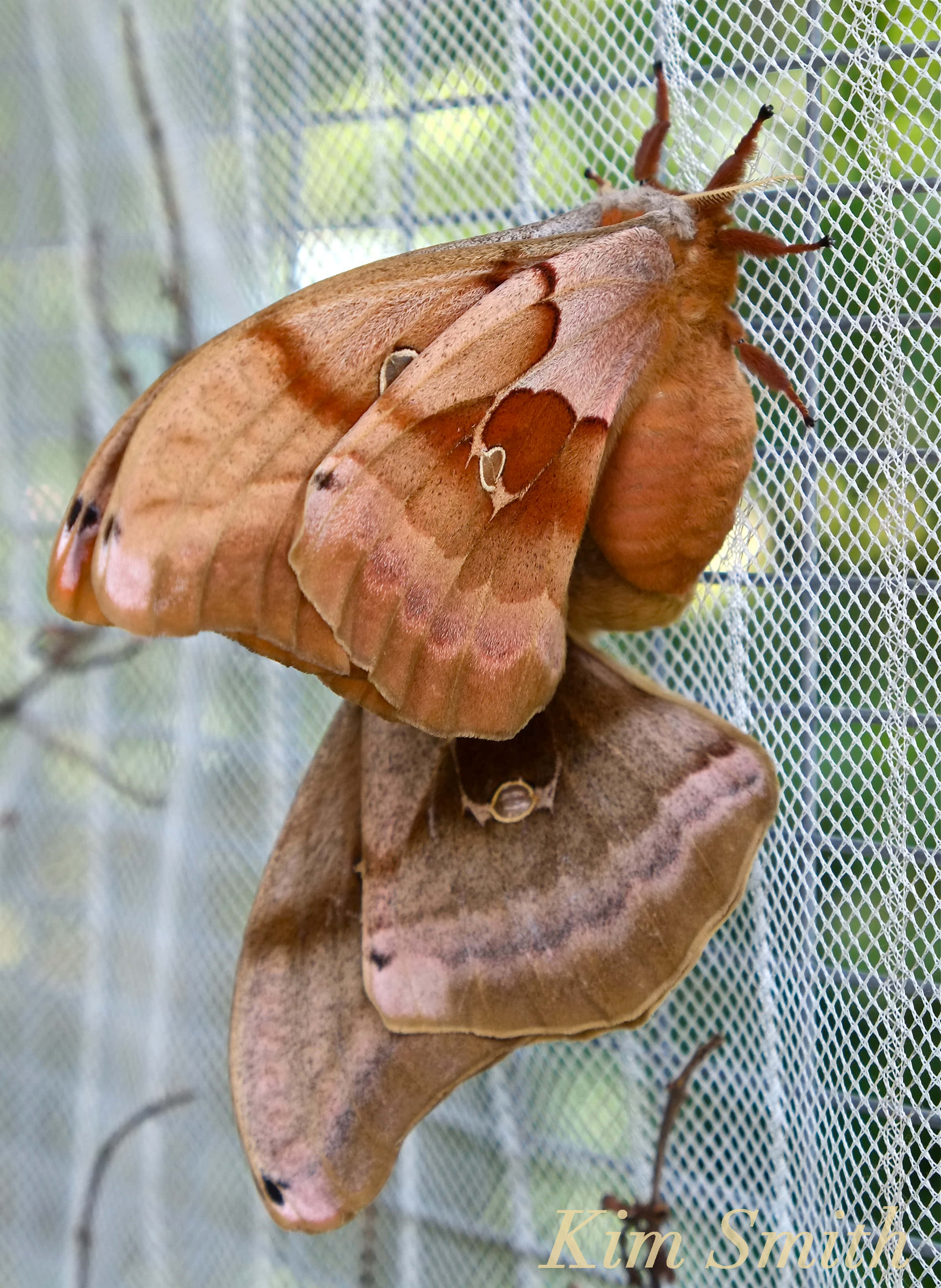 Polyphemus Moth, brown, eye spots, 2K Phone Wallpaper