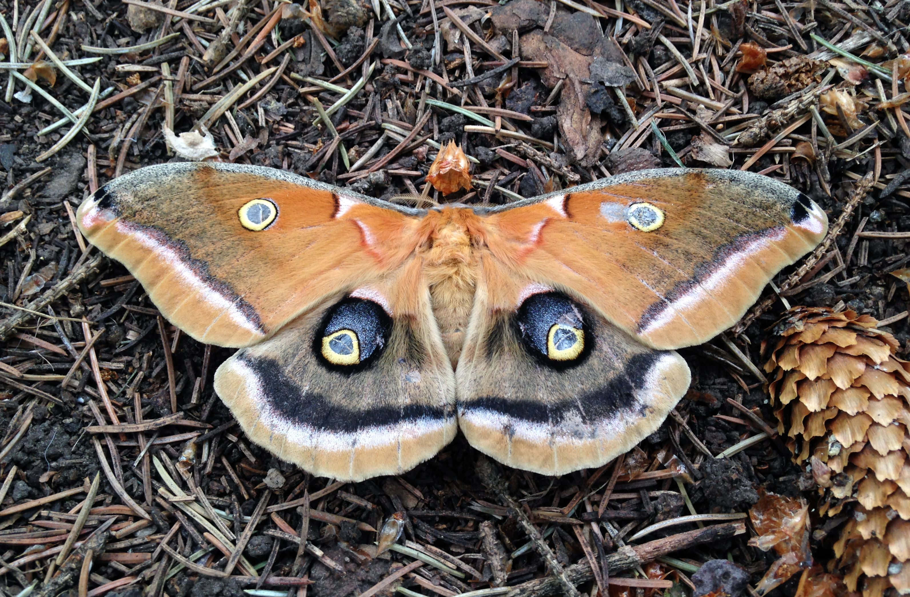Polyphemus Moth, forest floor, dark soil, 2K Desktop Wallpaper