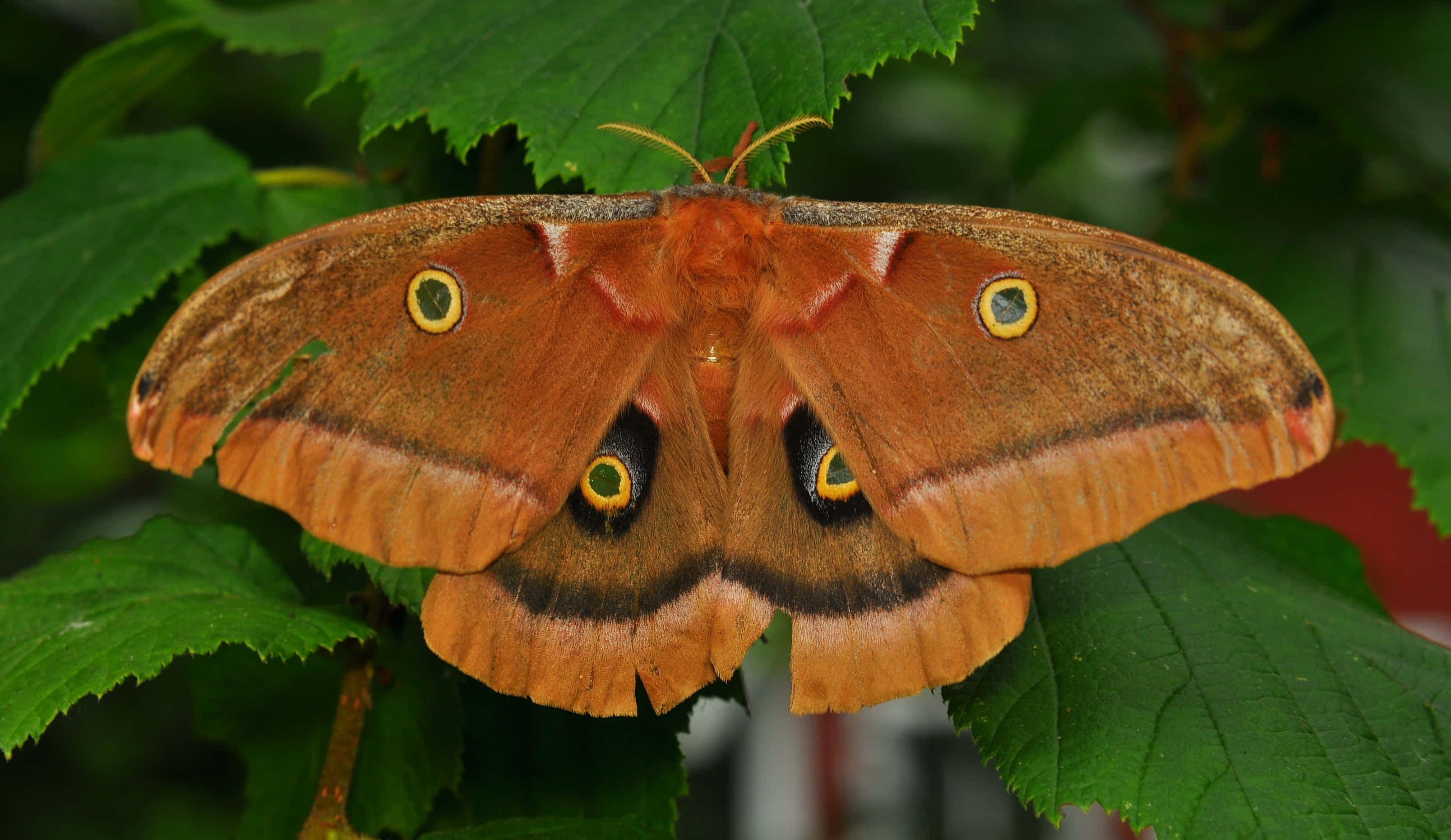 Polyphemus Moth, orange brown, eye spot patterns, 2K Desktop Wallpaper