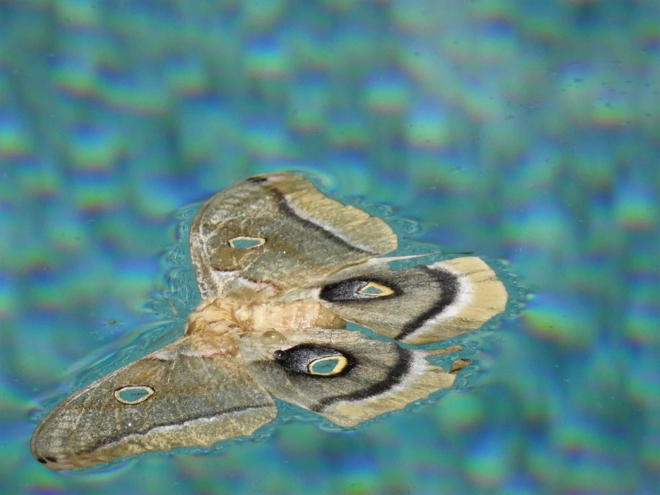 Polyphemus Moth, blue background, iridescent blue water, 2K Desktop Wallpaper