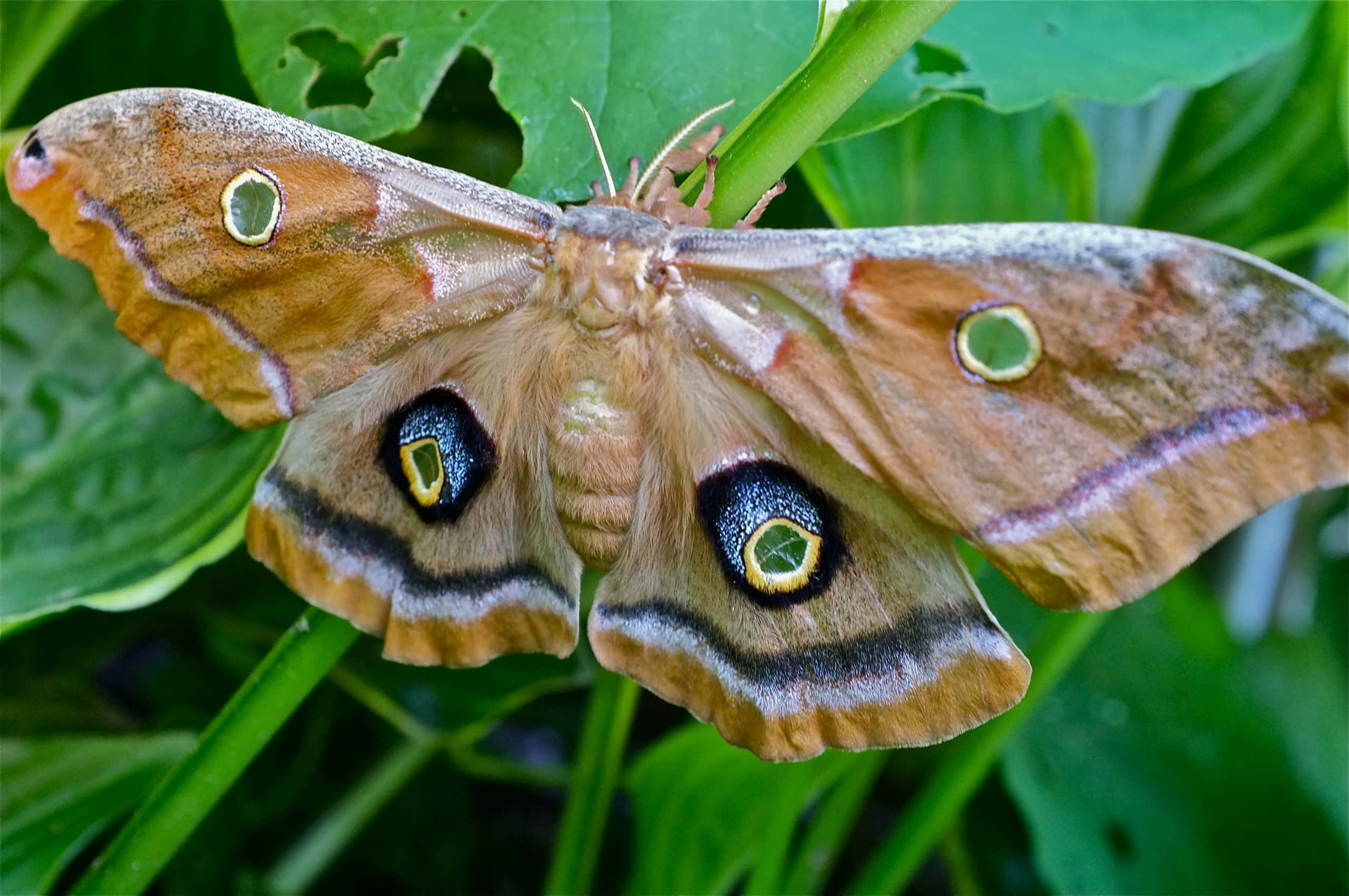 Polyphemus Moth, eye spot patterns, vibrant green leaves, 2K Desktop Wallpaper