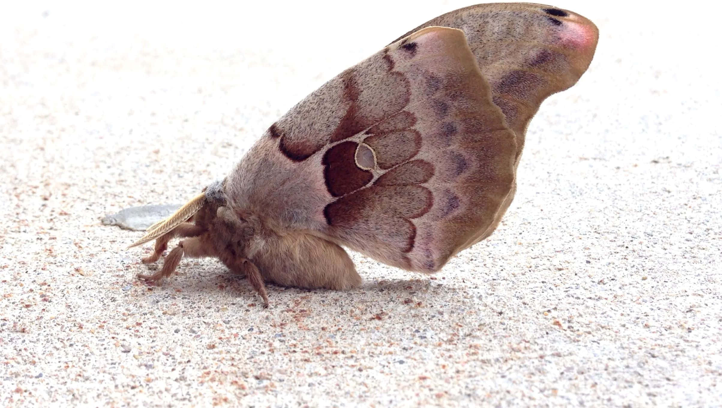 Polyphemus Moth, brown, patterned wings, Full HD Desktop Wallpaper