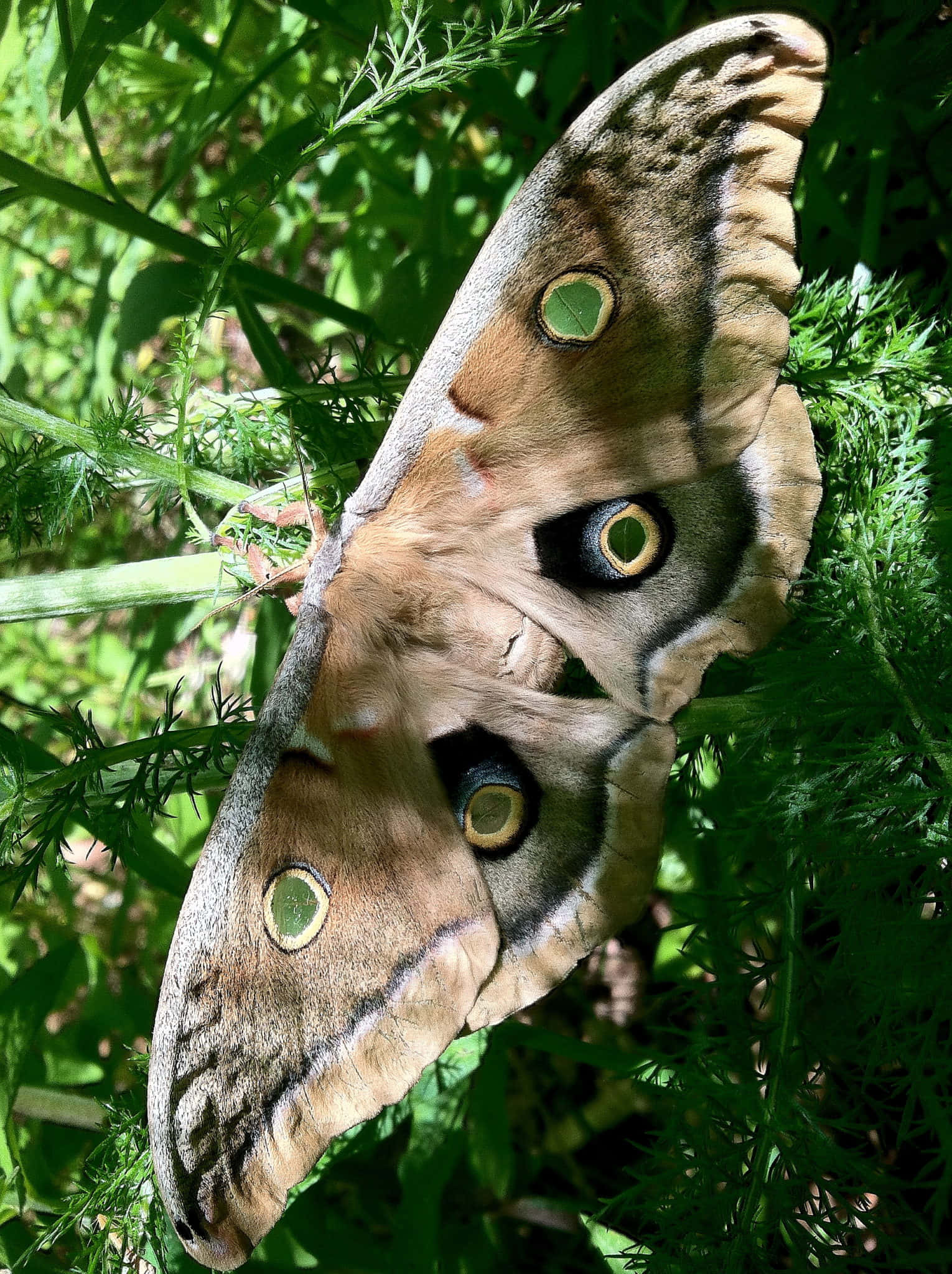 Polyphemus Moth, eye spot patterns, vibrant green foliage, Full HD Phone Wallpaper
