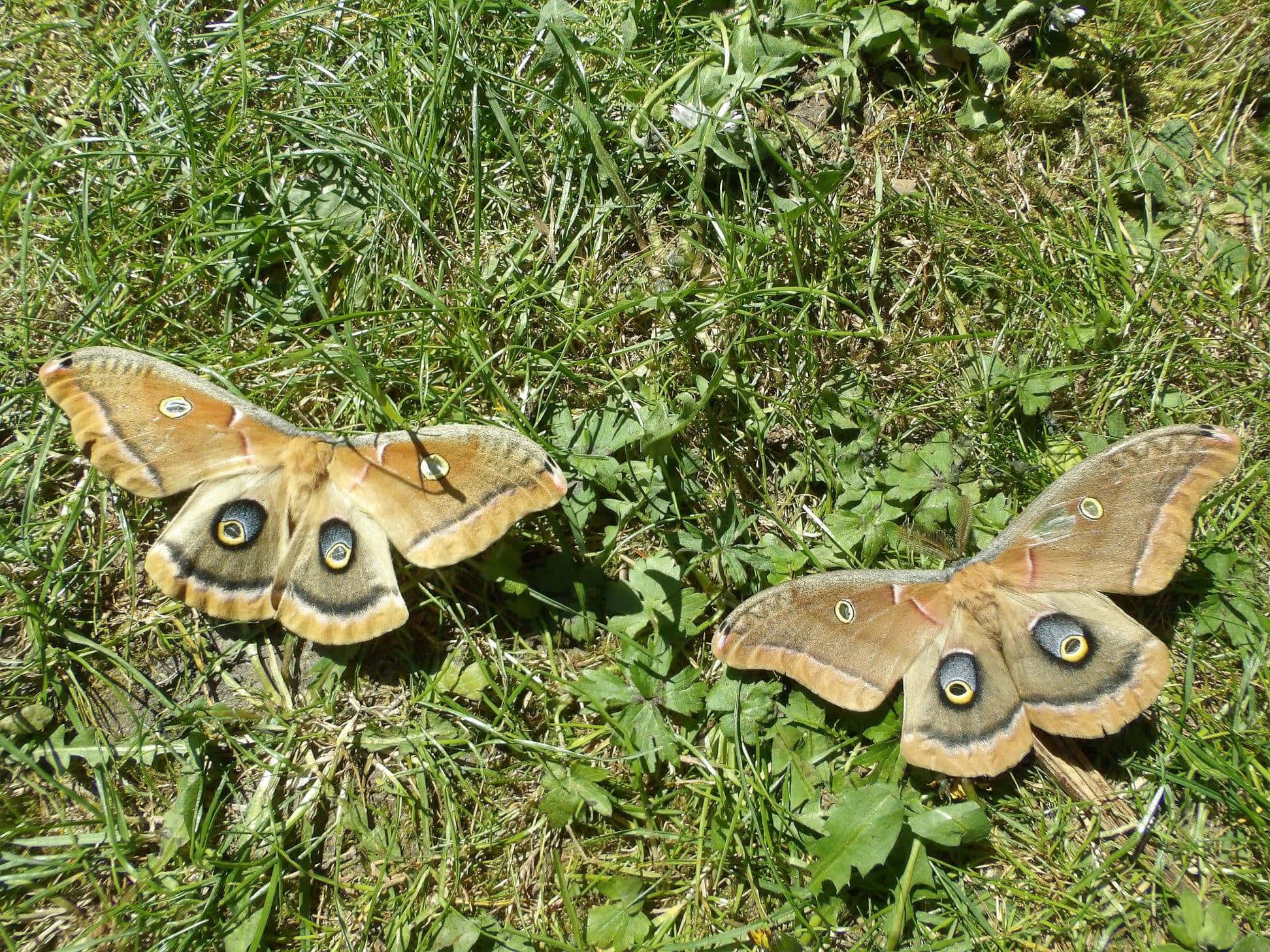 Polyphemus Moth, sunlit green grass, clover, Full HD Desktop Wallpaper