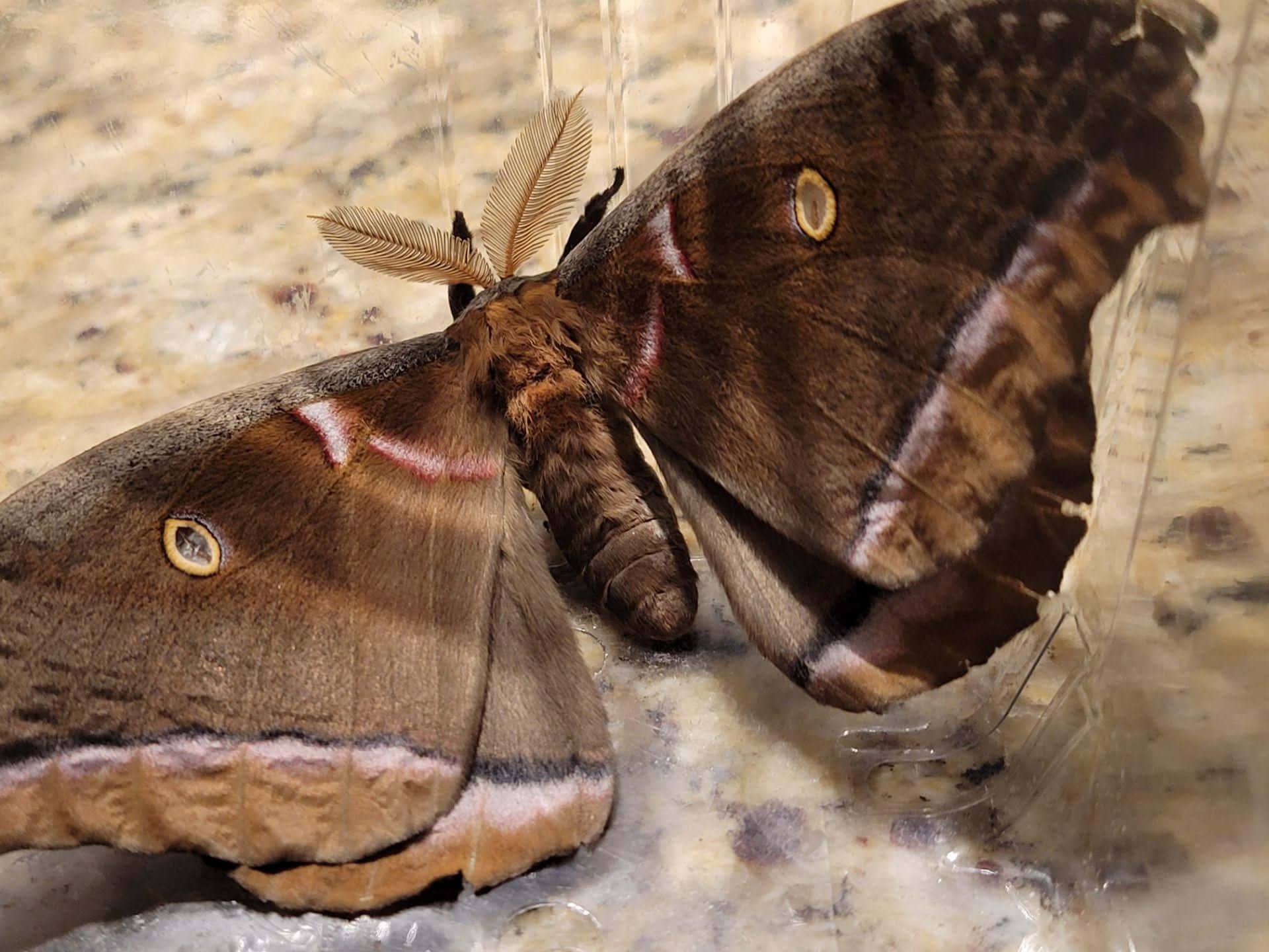 Polyphemus Moth, eye spots, speckled countertop, Full HD Desktop Wallpaper