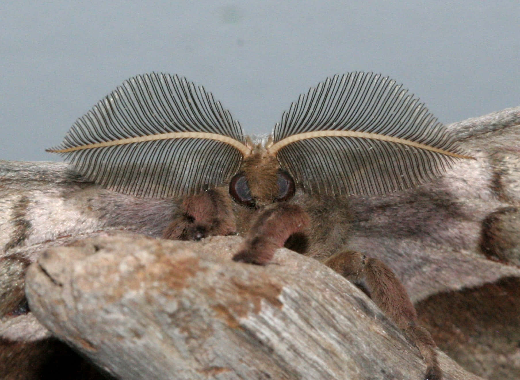 Polyphemus Moth, feathery gray wings, brown furry body, HD Desktop Wallpaper