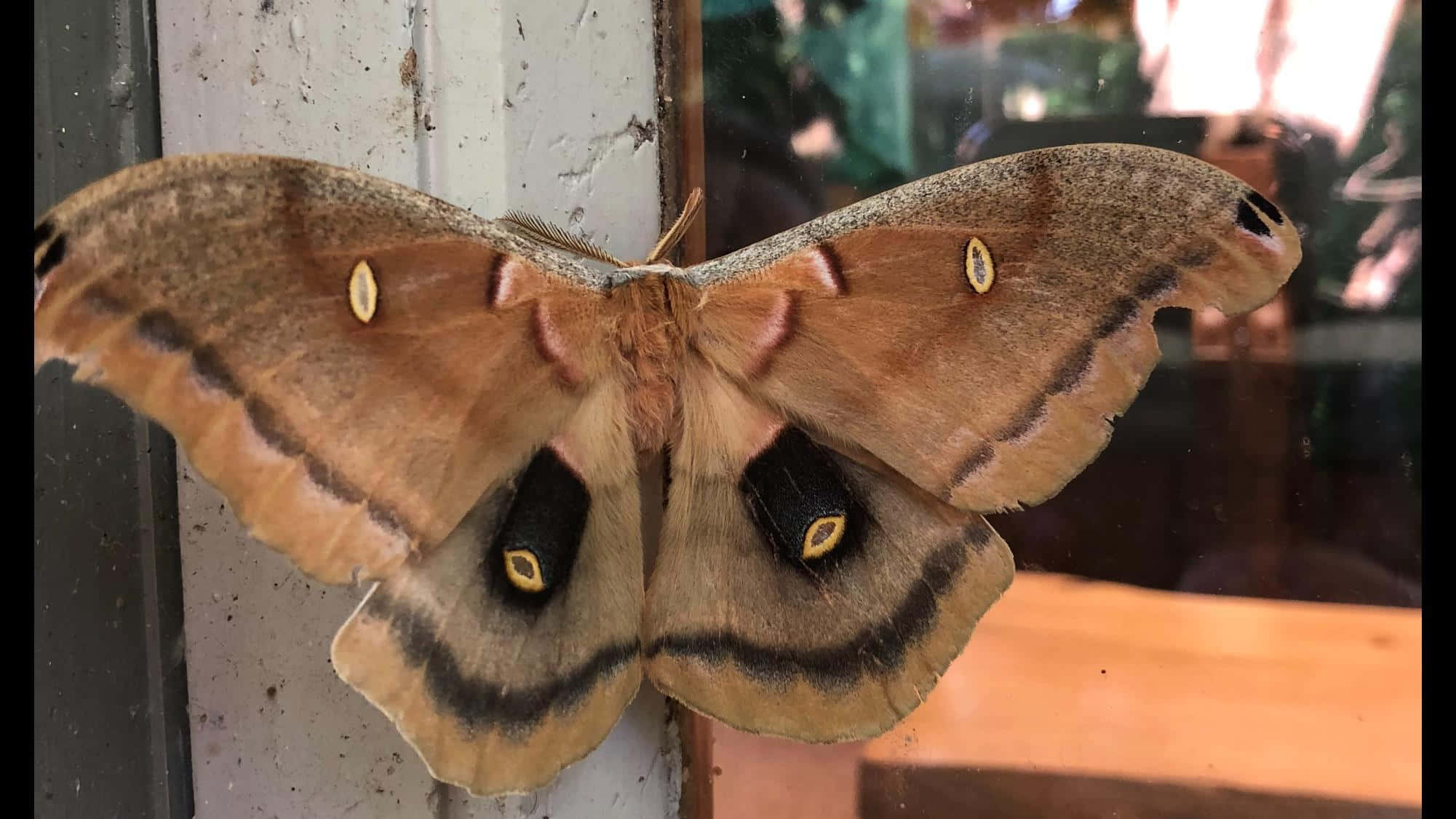 Polyphemus Moth, brown, eye spots, Full HD Desktop Wallpaper