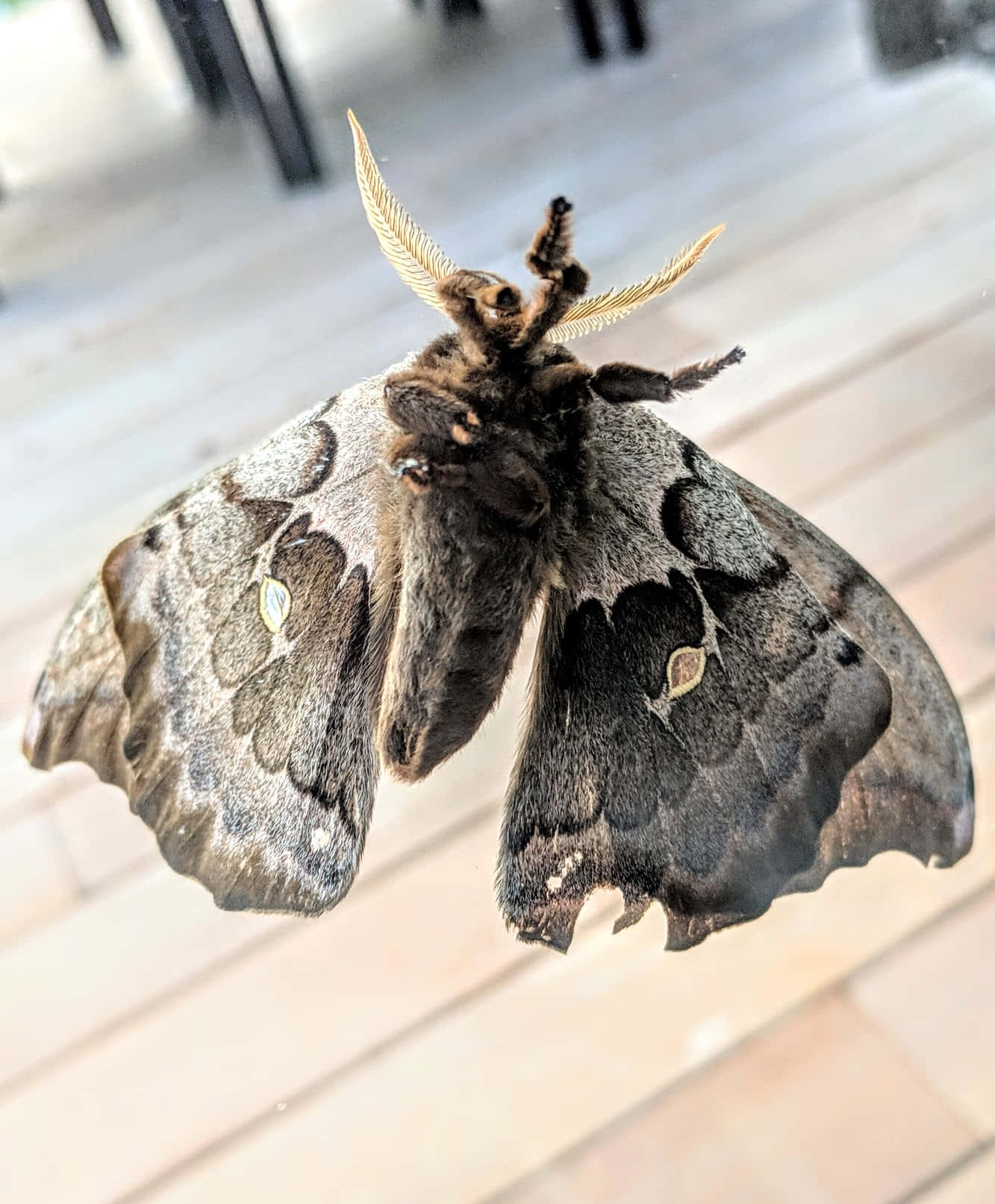 Polyphemus Moth, grayish-brown, eye-like spots, HD Phone Wallpaper