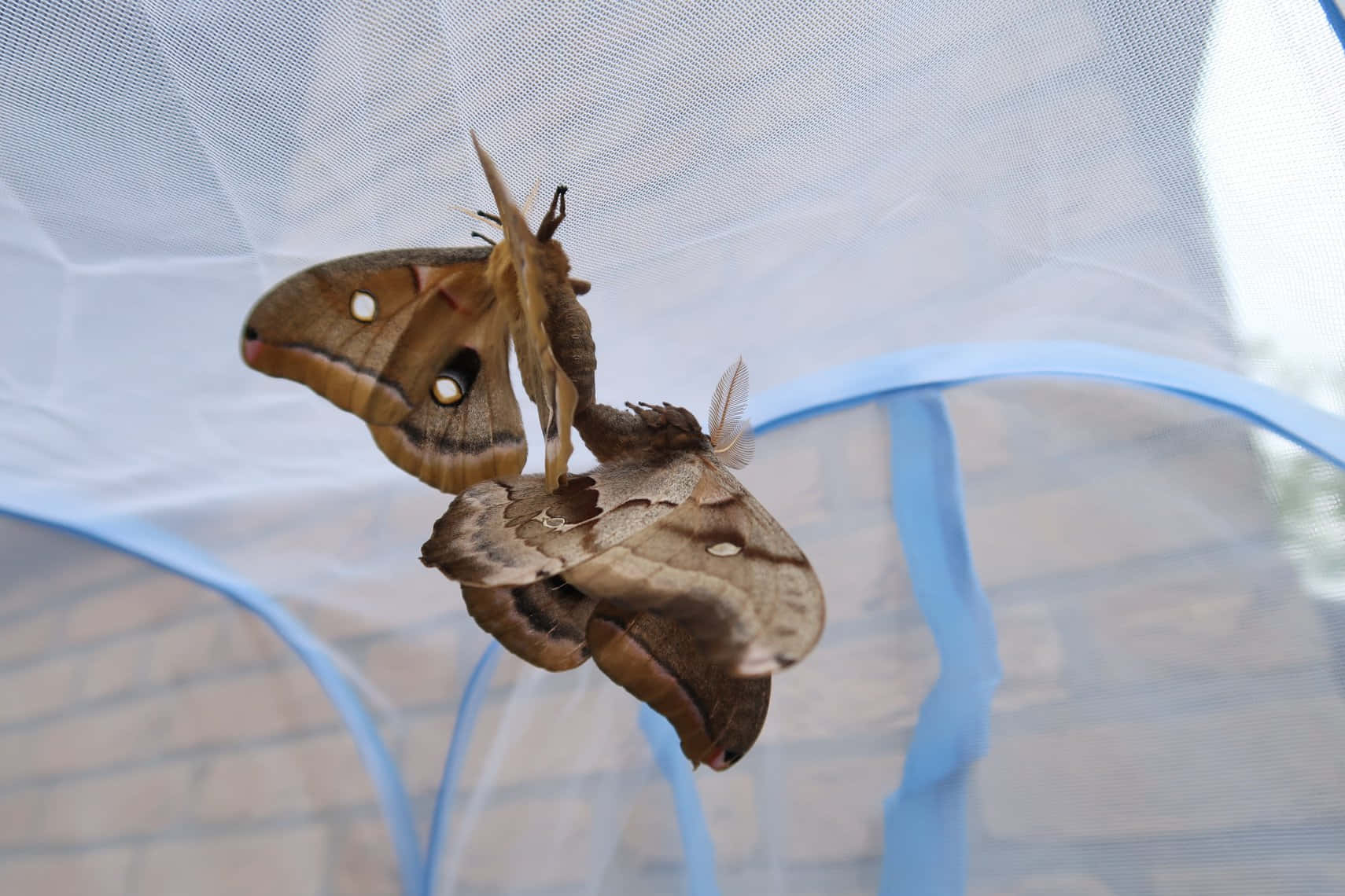 Polyphemus Moth, brown moths, eye spots, HD Desktop Wallpaper